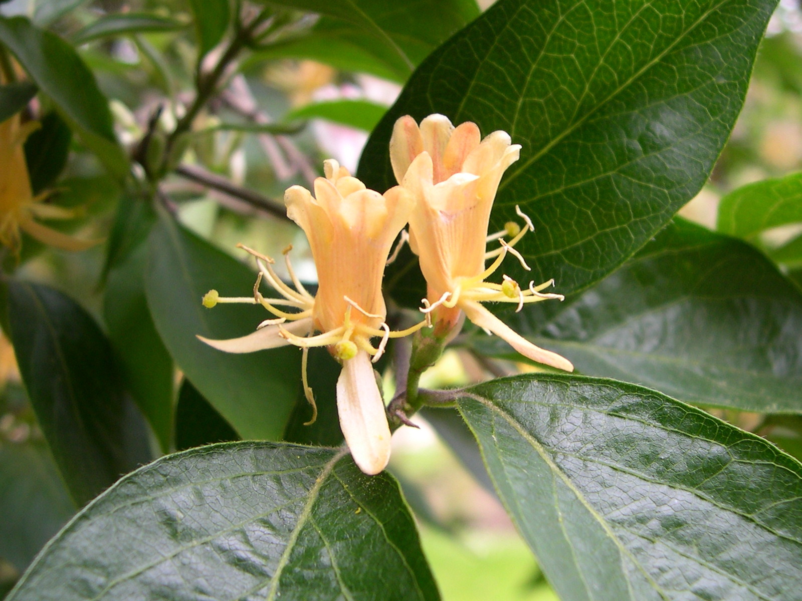 lonicera_maackii2md