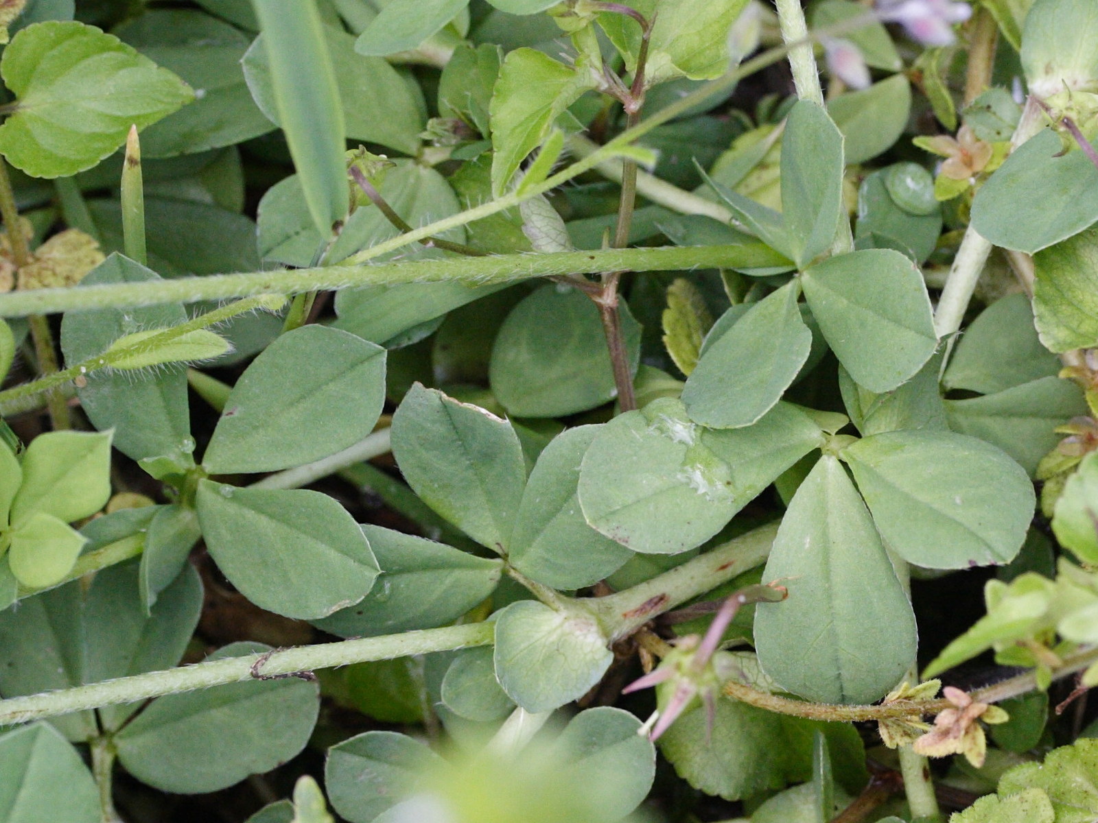 Afficher le média lotus_maritimus3md lotus_maritimus3md