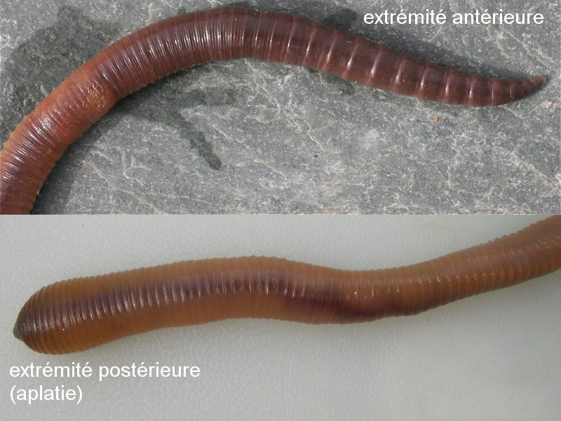 lumbricus_terrestris2md