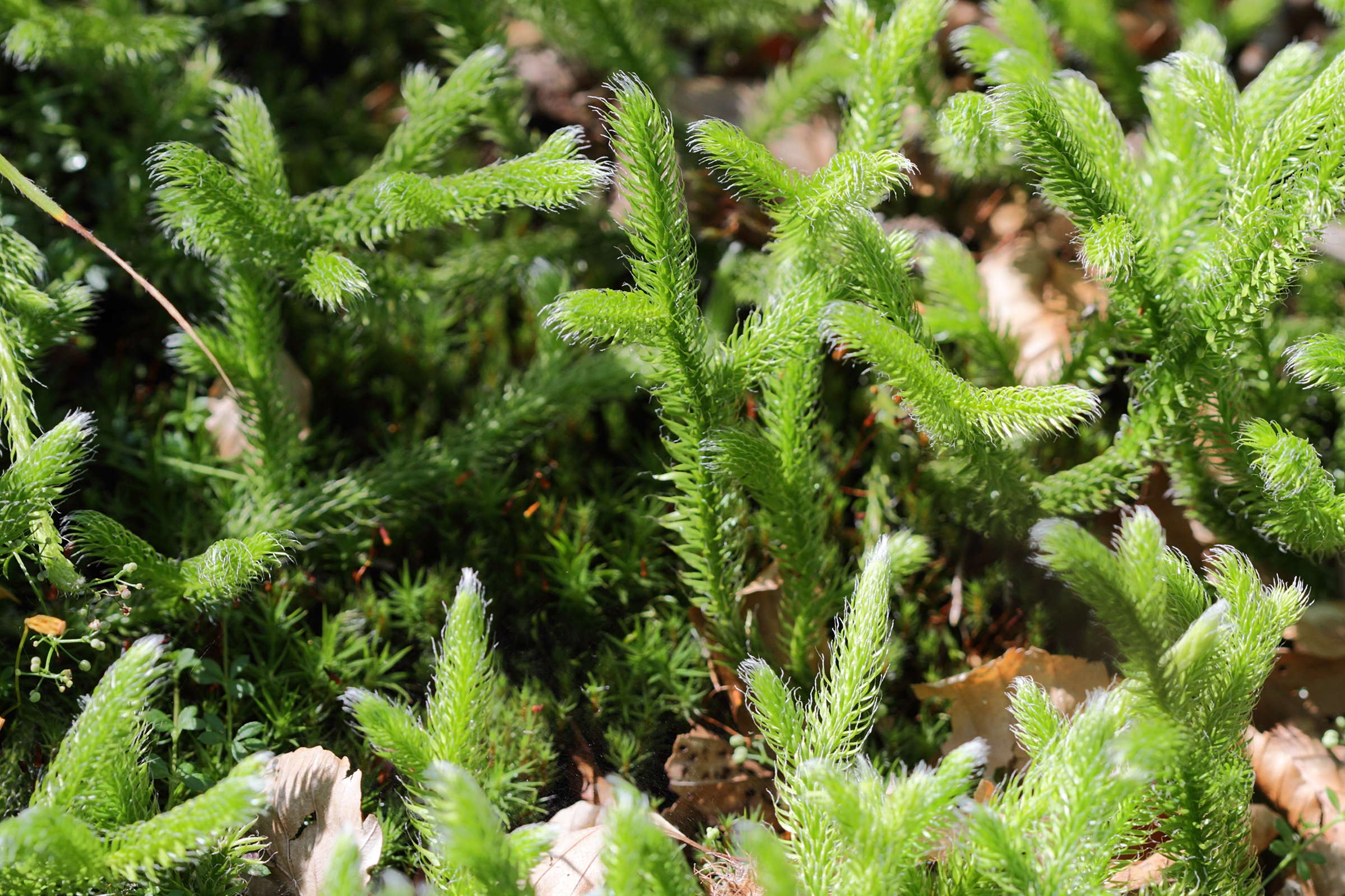 lycopodium_annotinum1bd