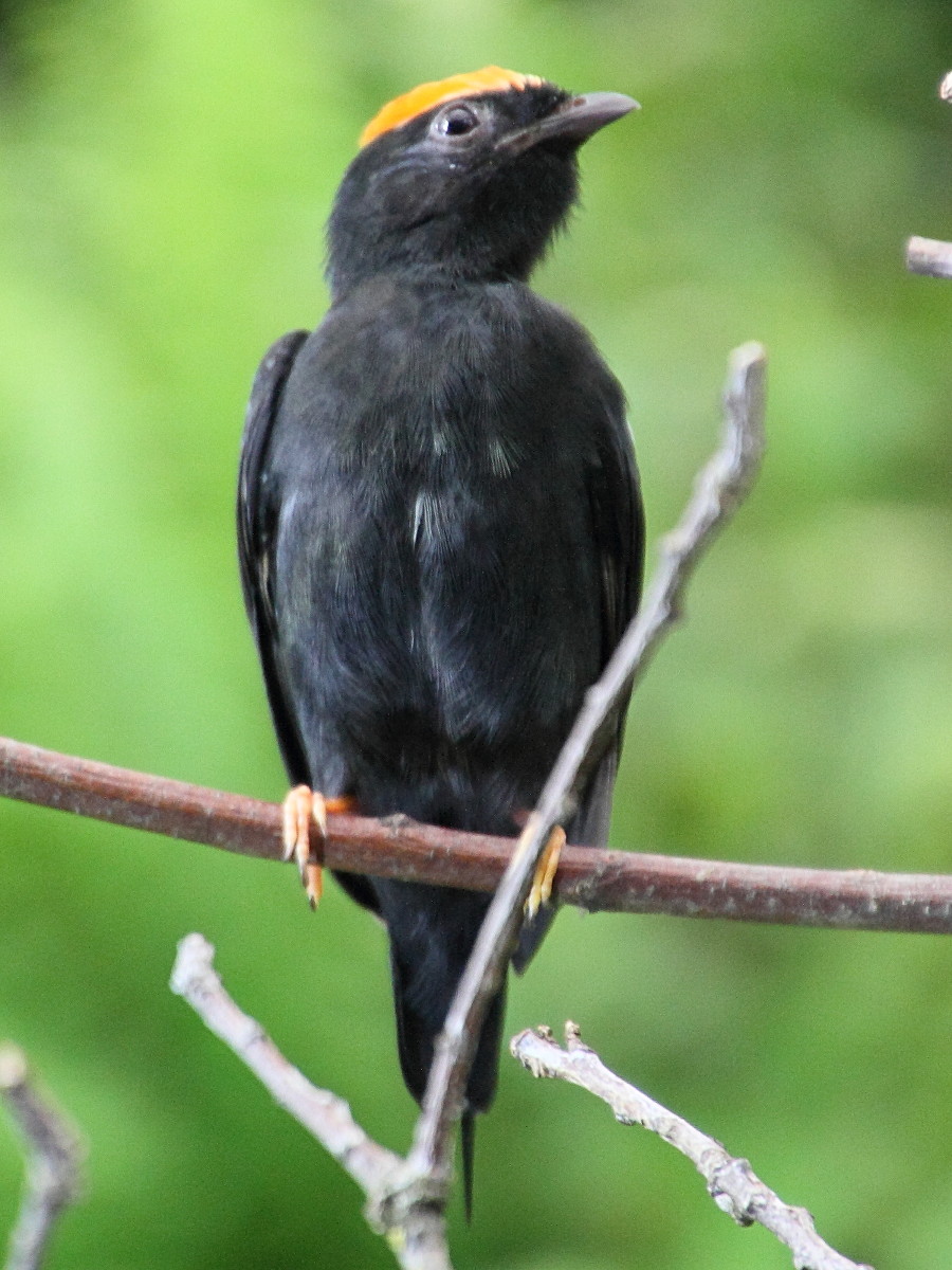 manakin_lanceole_-_chiroxiphia_lanceolata1md