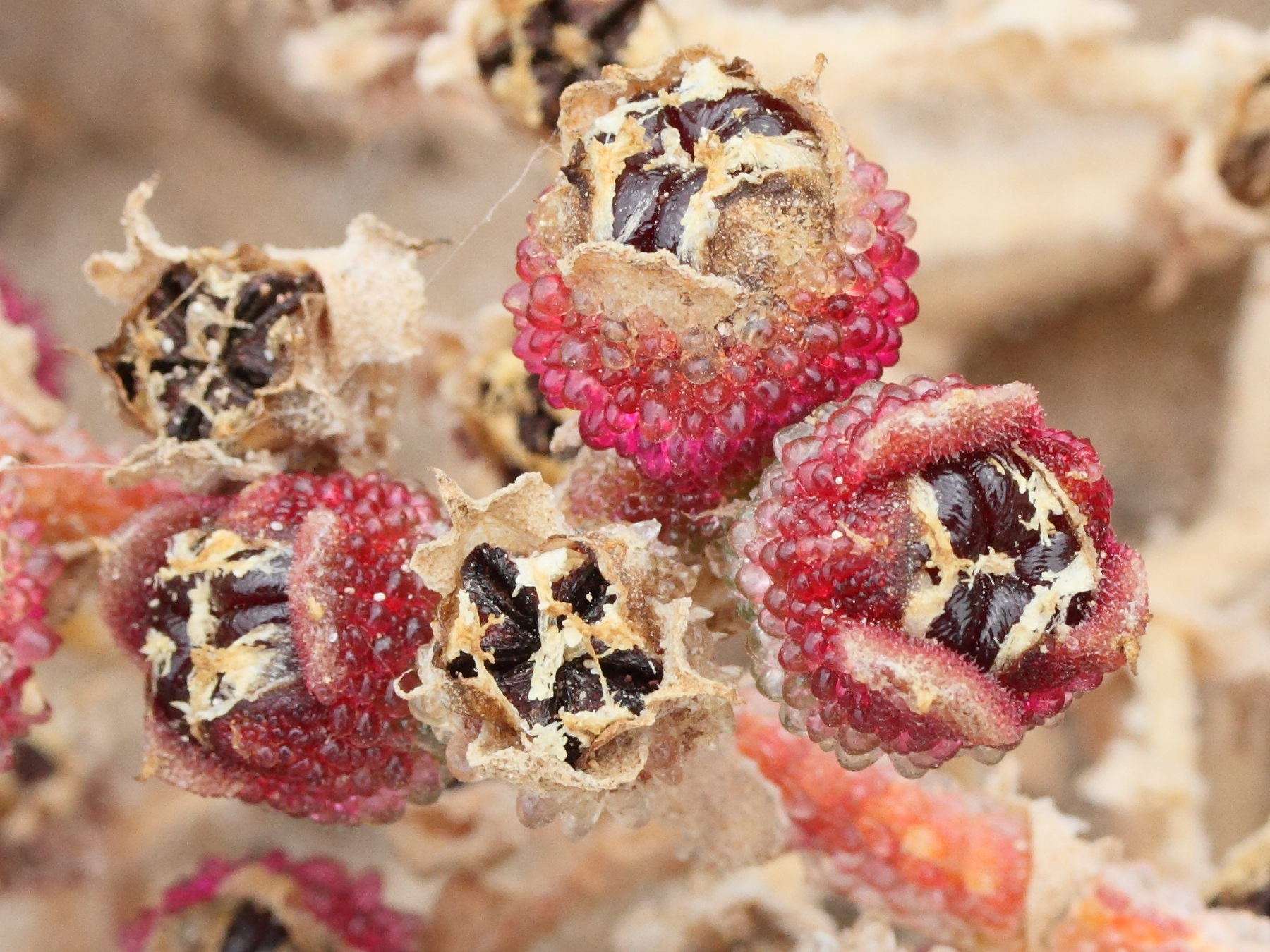 Afficher le média mesembryanthemum_crystallinum6md mesembryanthemum_crystallinum6md