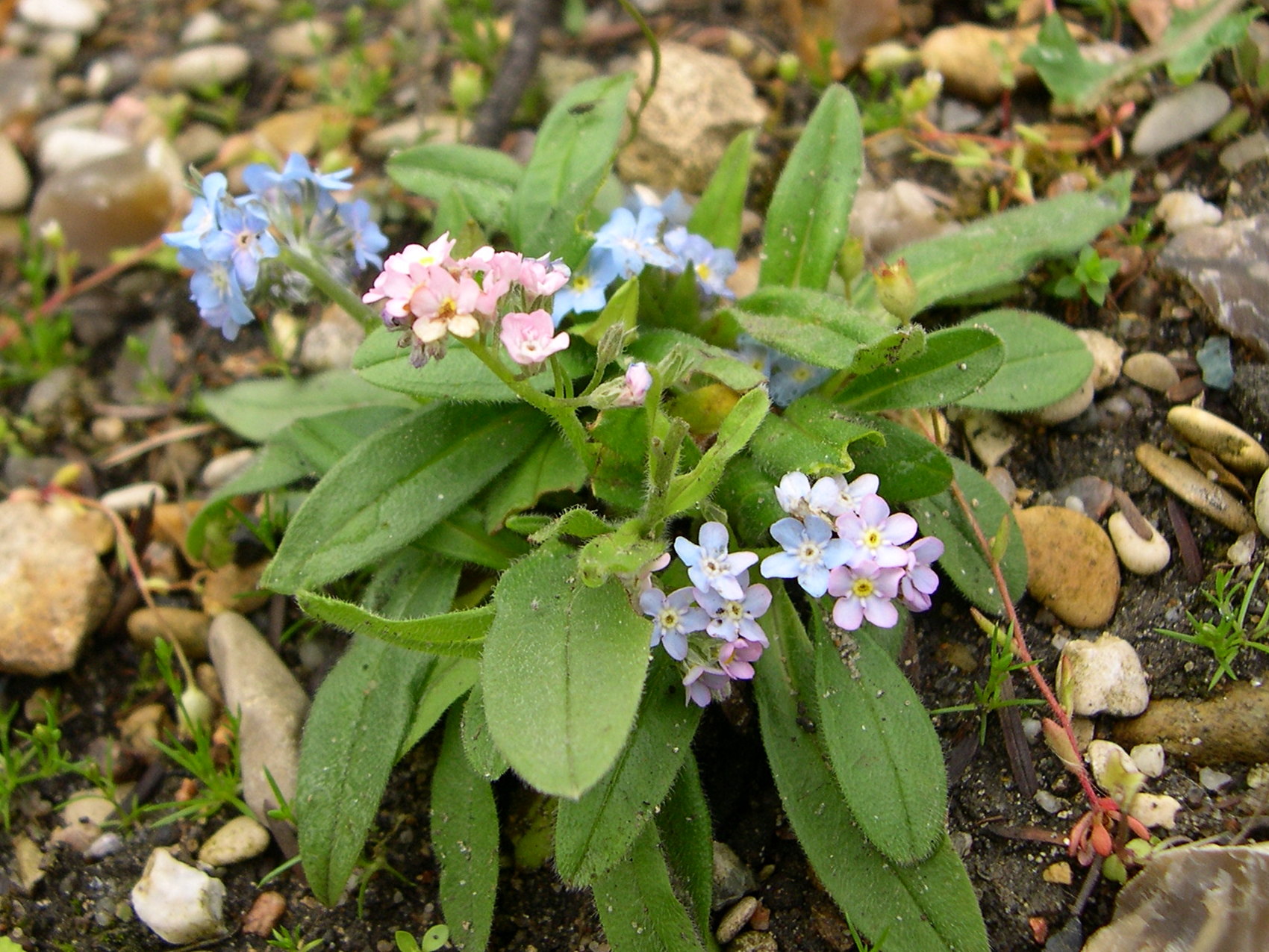 myosotis_alpestris1amd
