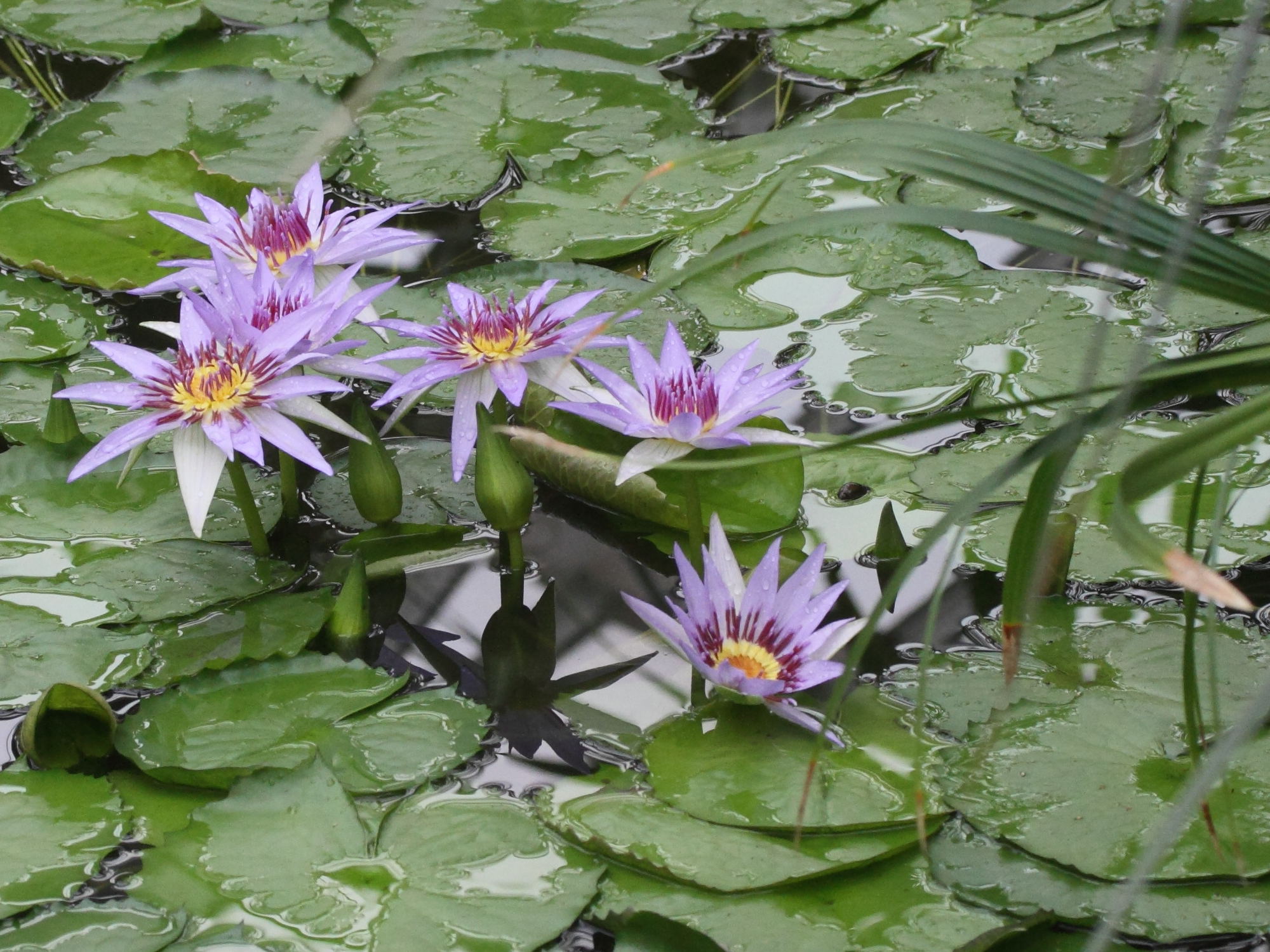 Afficher le média nymphaea_caerulea4md nymphaea_caerulea4md