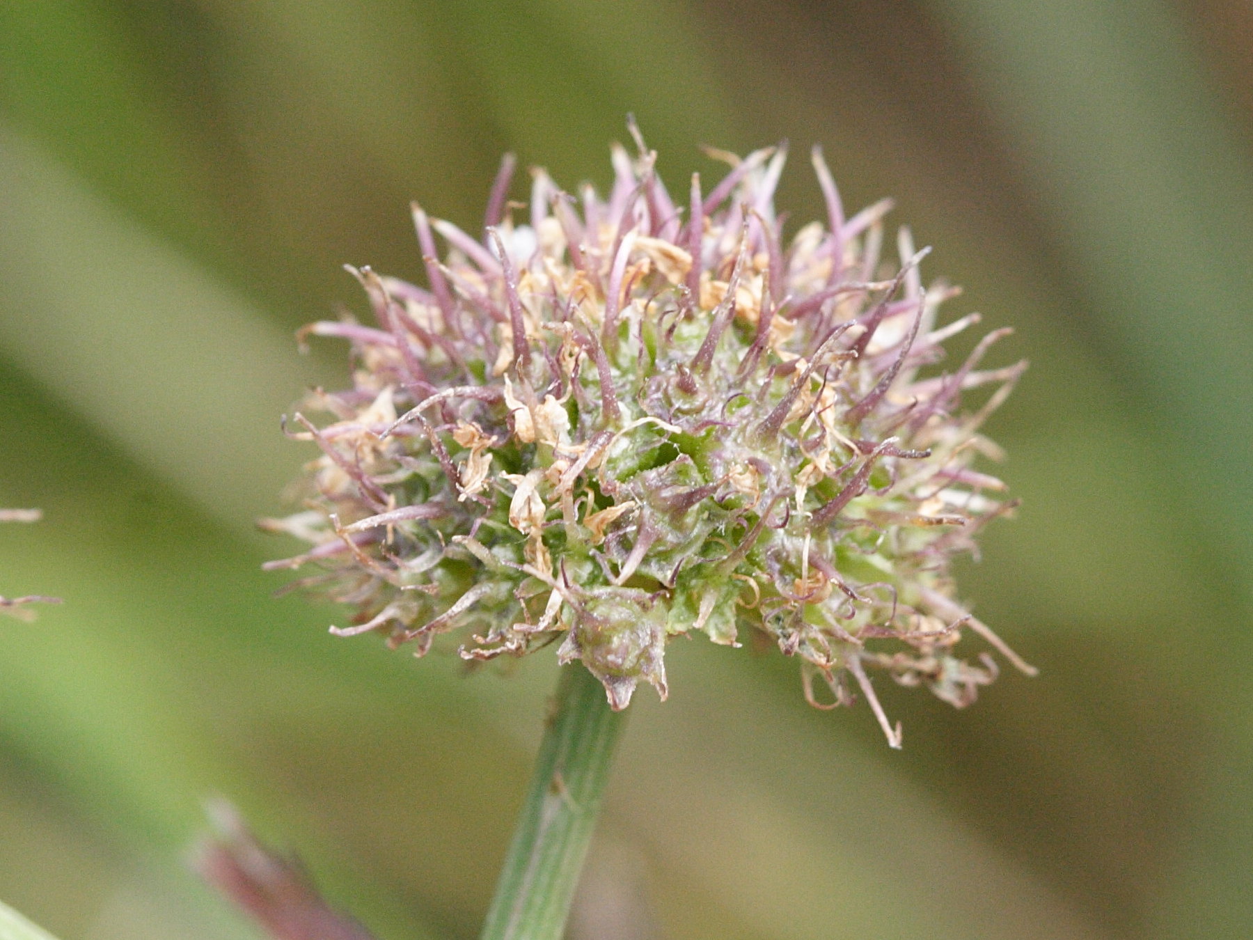 oenanthe_fistulosa4md