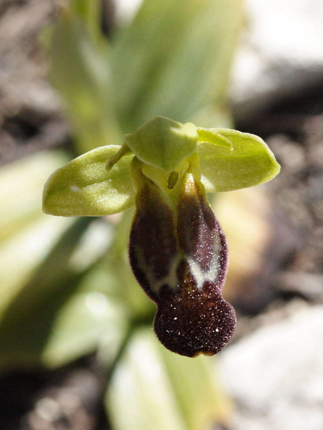 ophrys_fusca3md