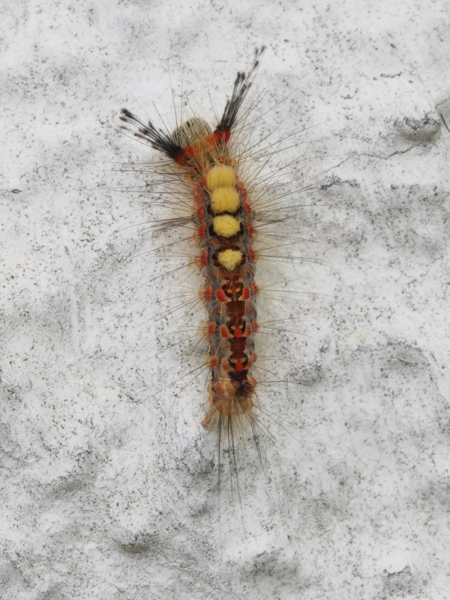 orgyia_antiqua_ch2md