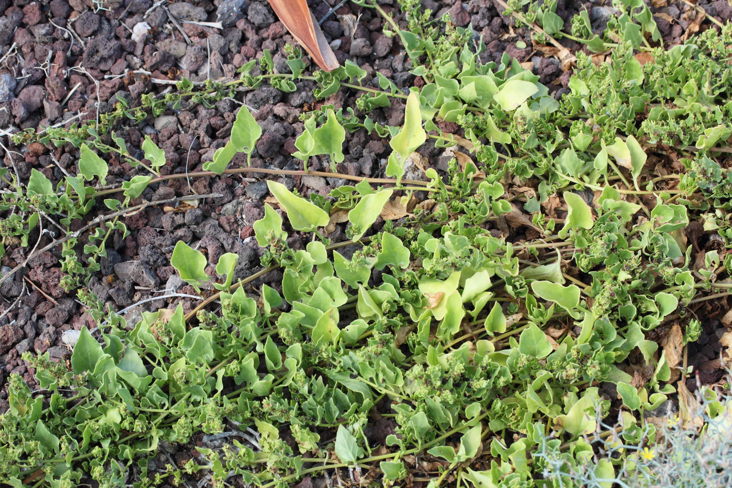 patellifolia_patellaris2md