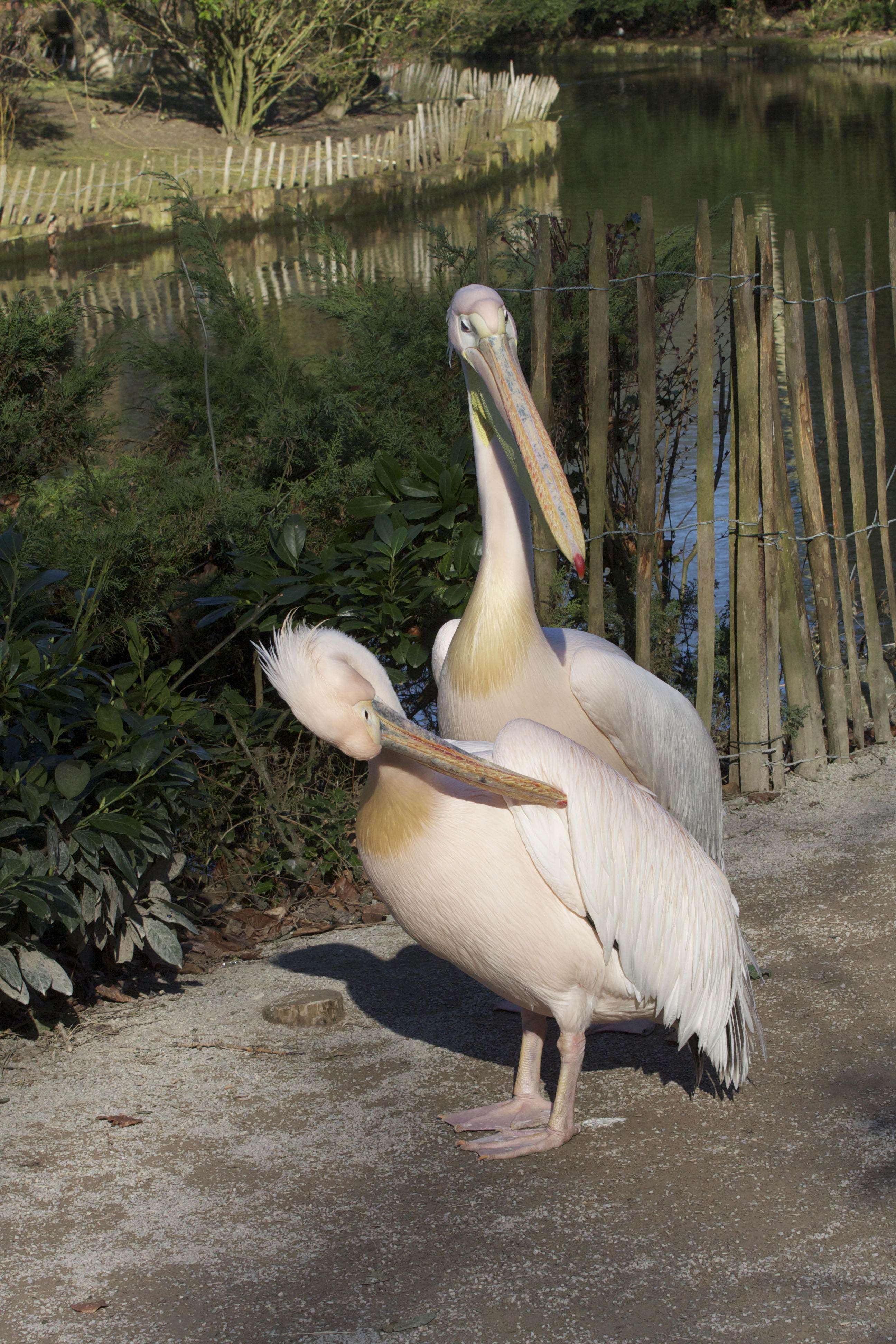 pelican_blanc_-_pelecanus_onocrotalus4md