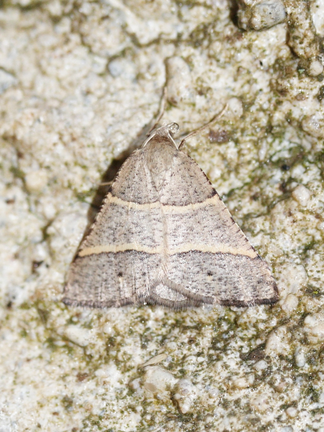 Afficher le média petrophora_narbonea1md petrophora_narbonea1md