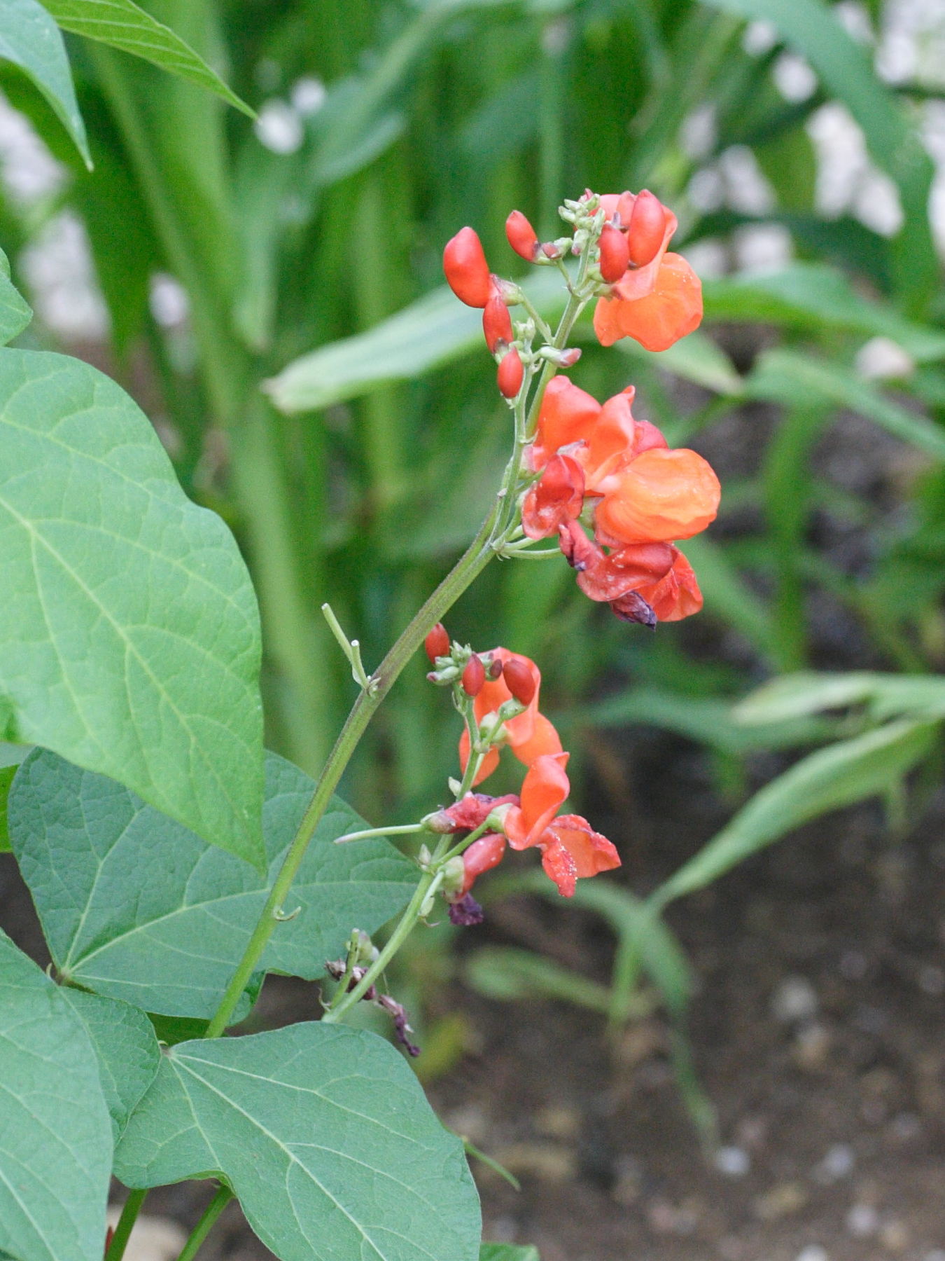 phaseolus_coccineus1md