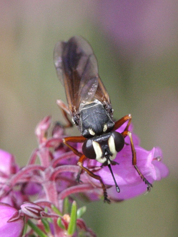physocephala_rufipes1bd