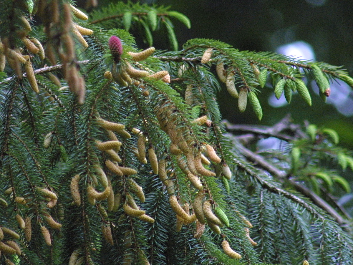 picea_brachytyla3md