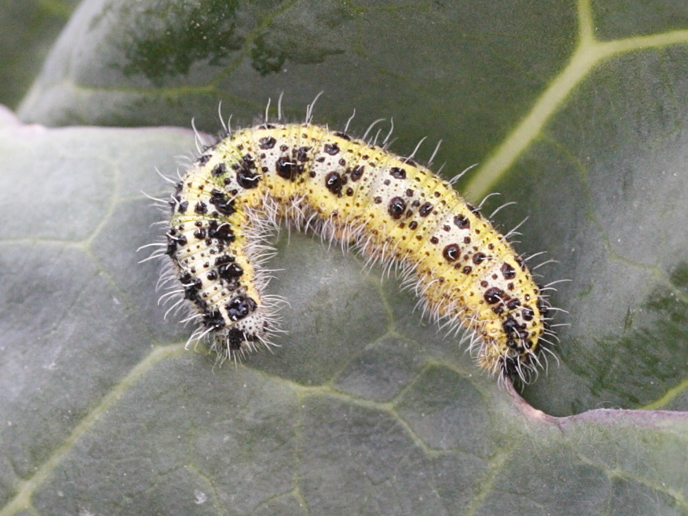 pieris_brassicae_ch2bd