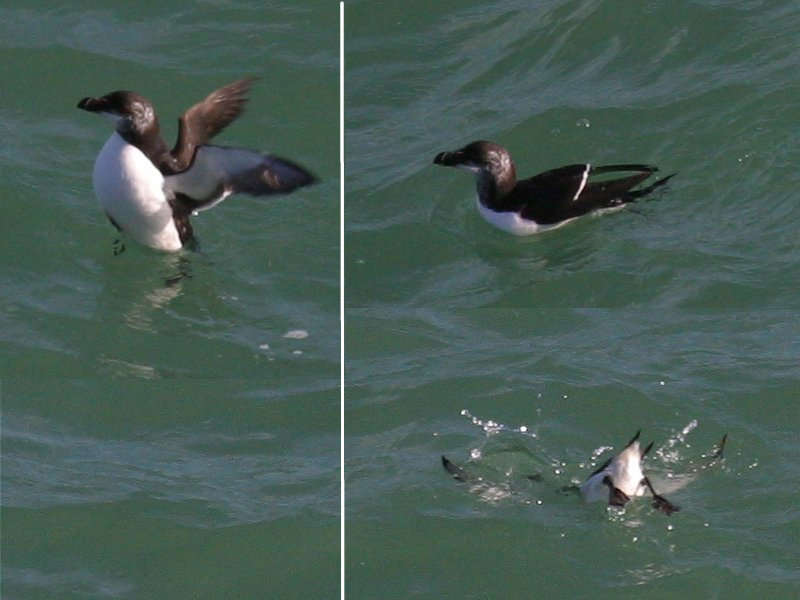 pingouin_torda_-_alca_torda3md