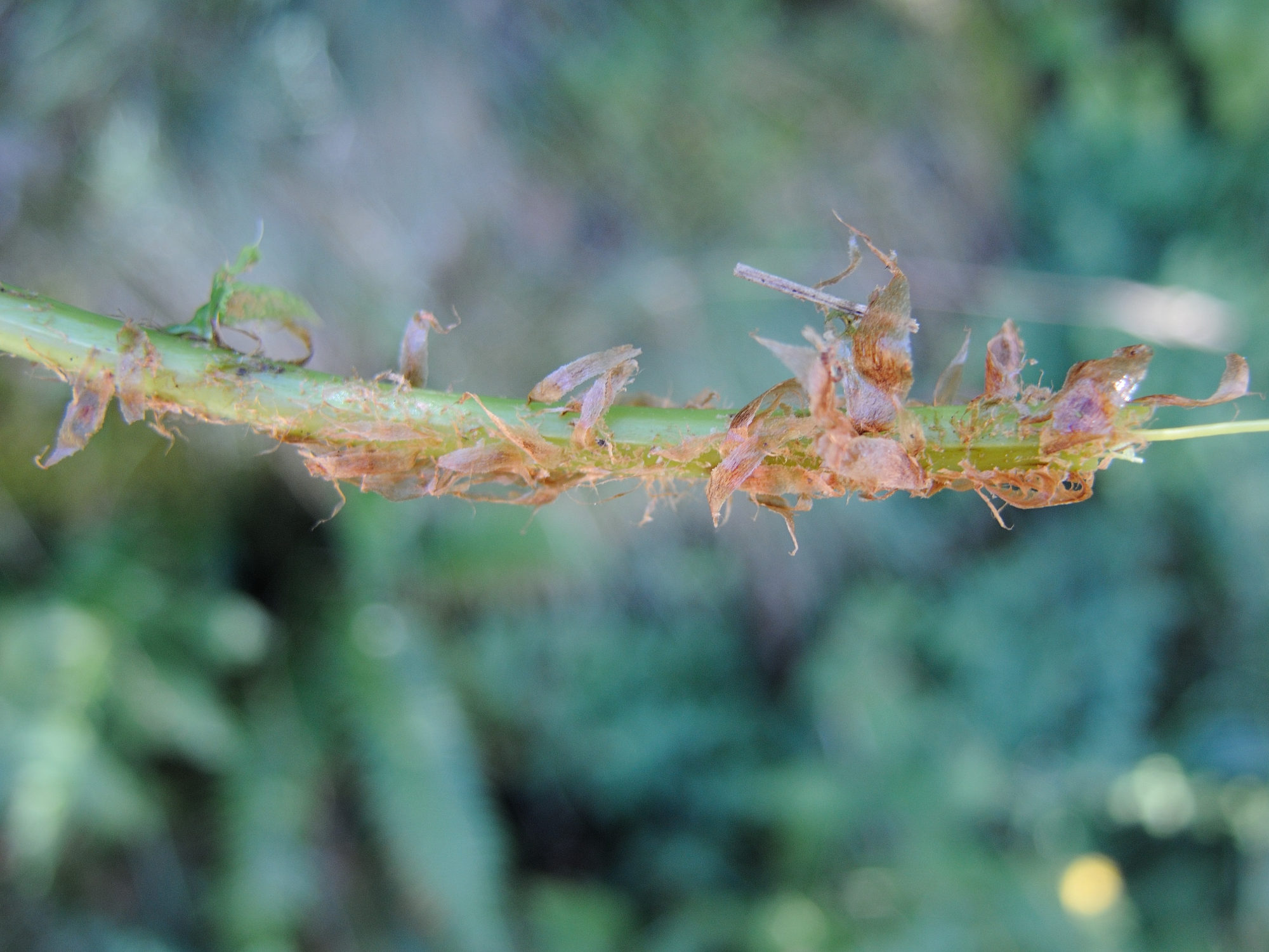 Afficher le média polystichum_lonchitis6md polystichum_lonchitis6md