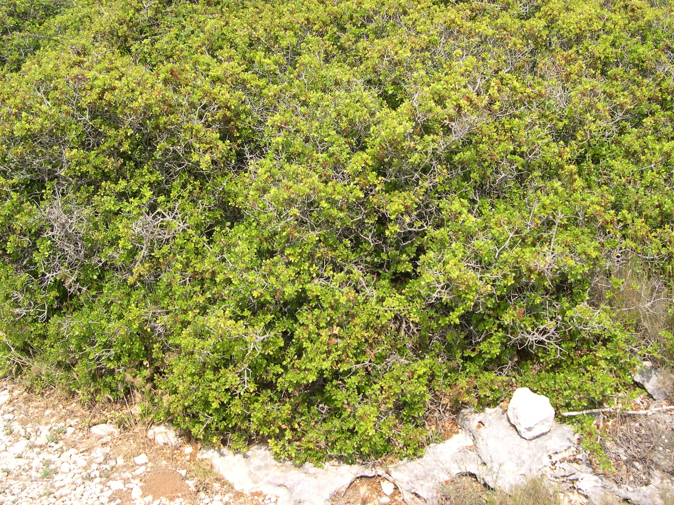 quercus_coccifera1bmd