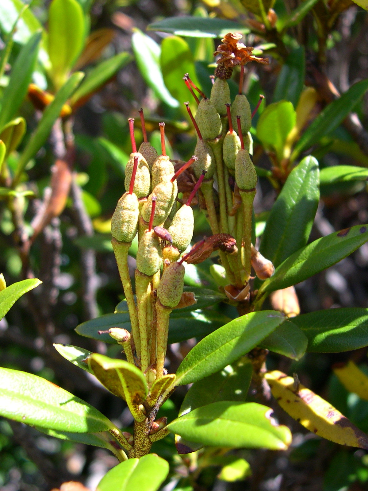 Afficher le média rhododendron_ferrugineum4md rhododendron_ferrugineum4md