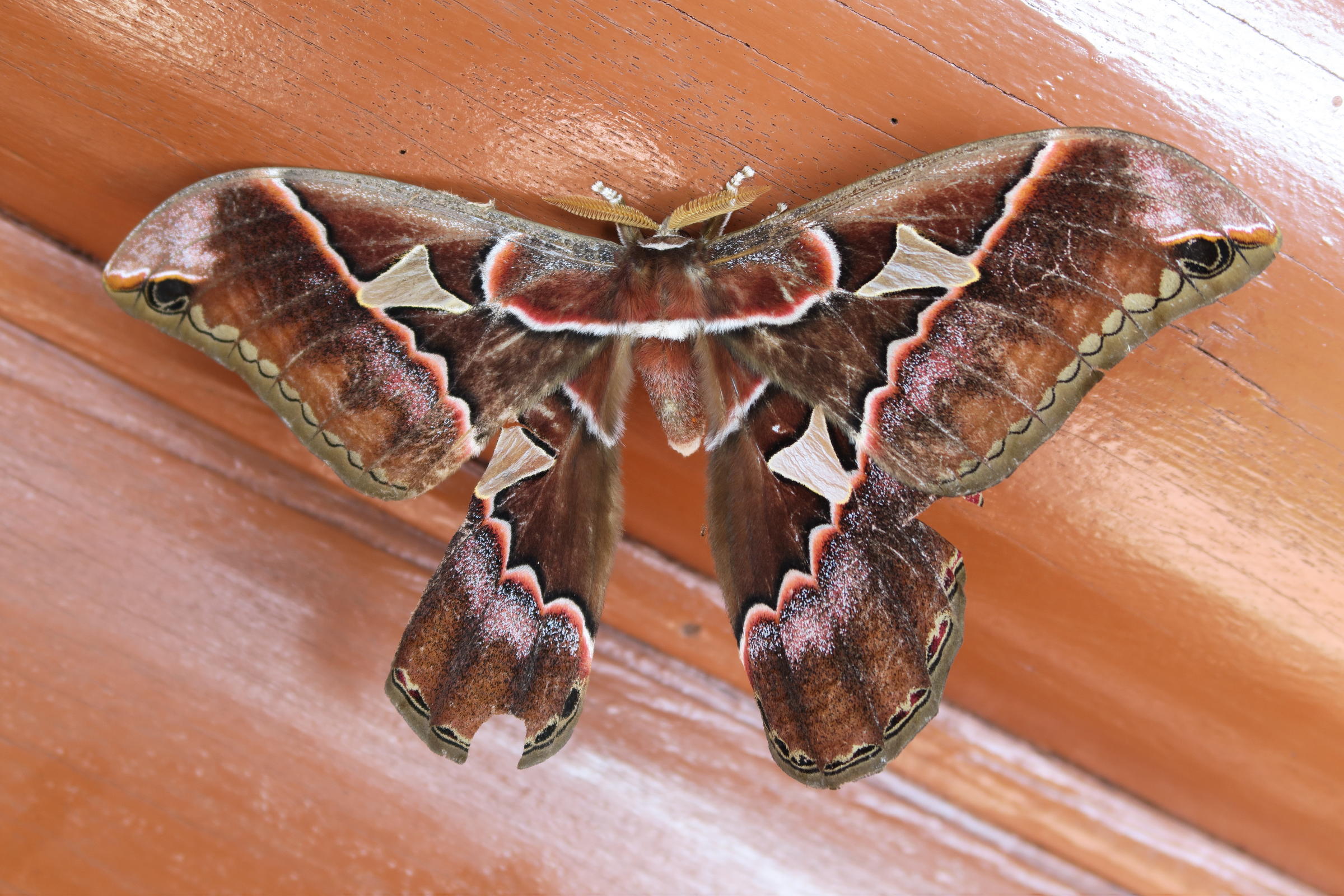 rothschildia_triloba2md