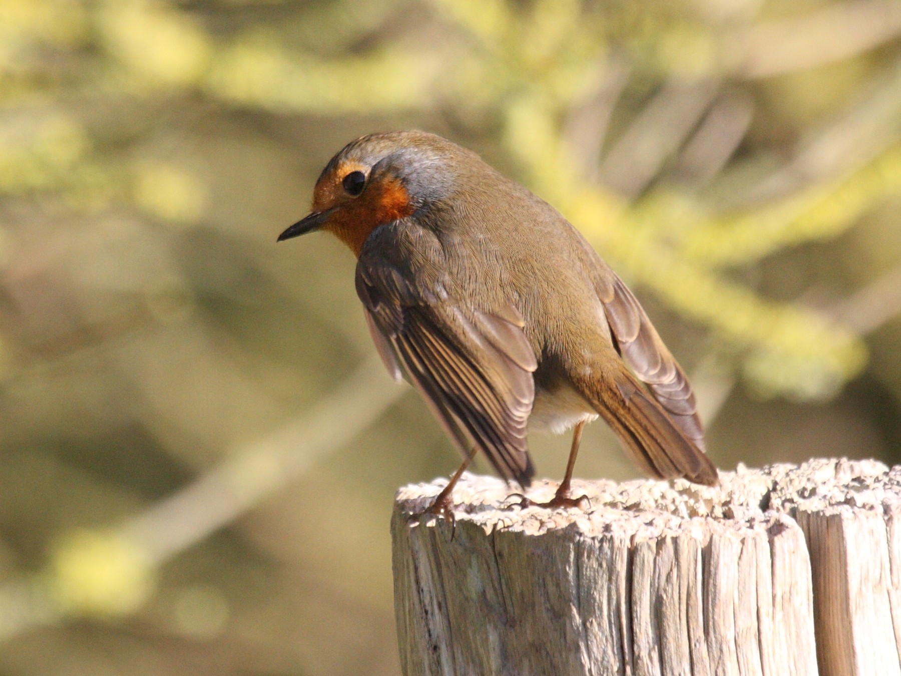 rougegorge_familier_-_erithacus_rubecula3md