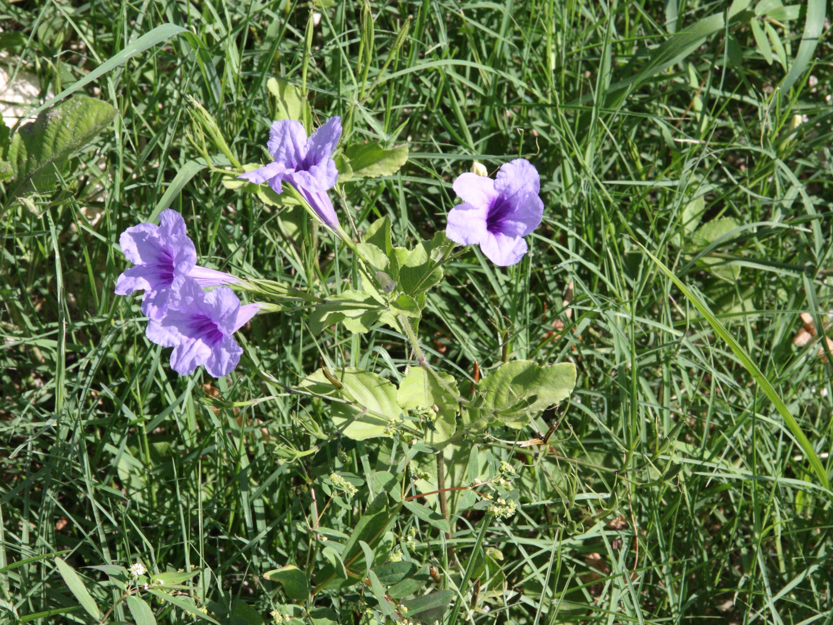Afficher le média ruellia_tuberosa1md ruellia_tuberosa1md