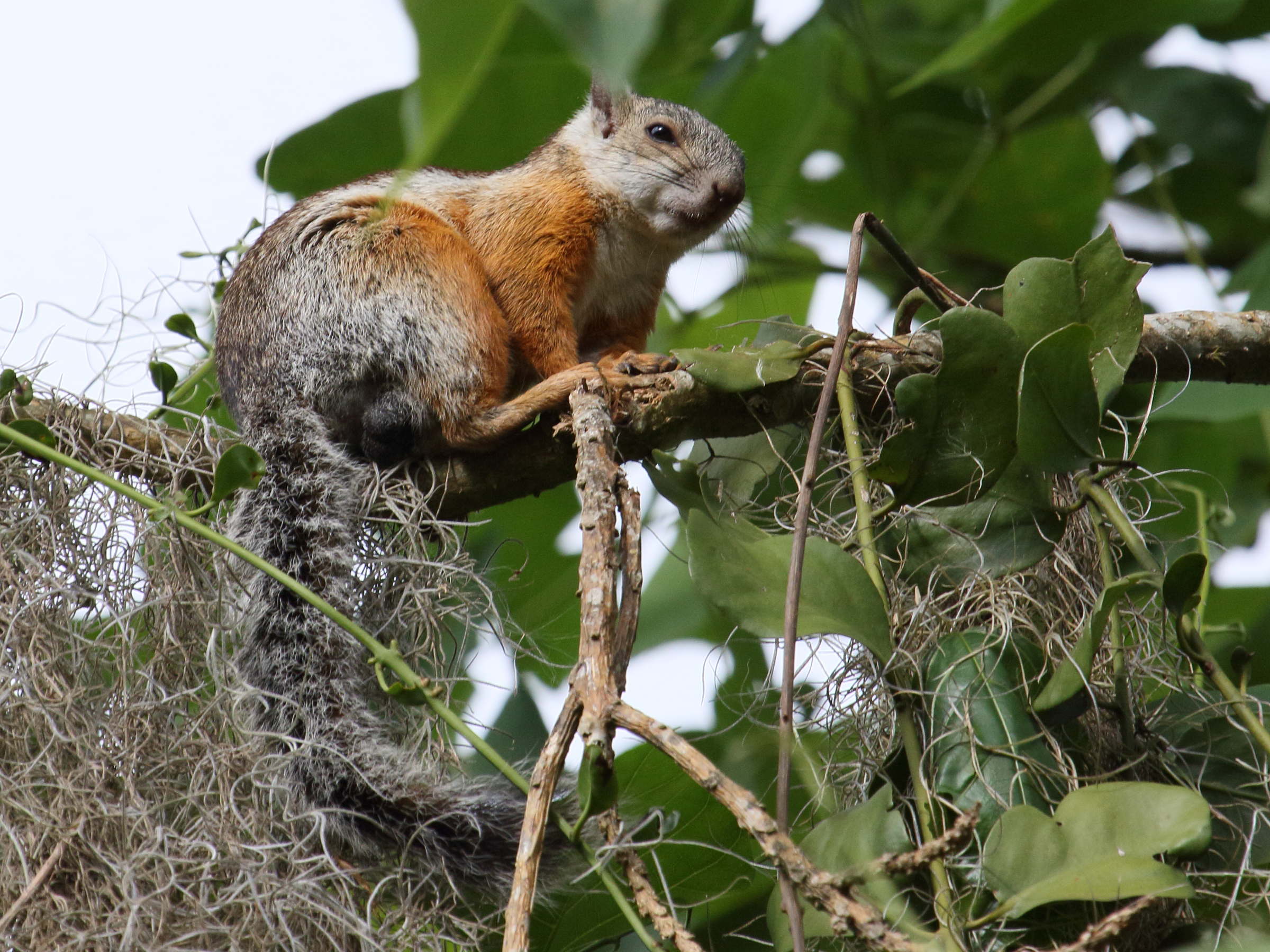 sciurus_variegatoides3bd