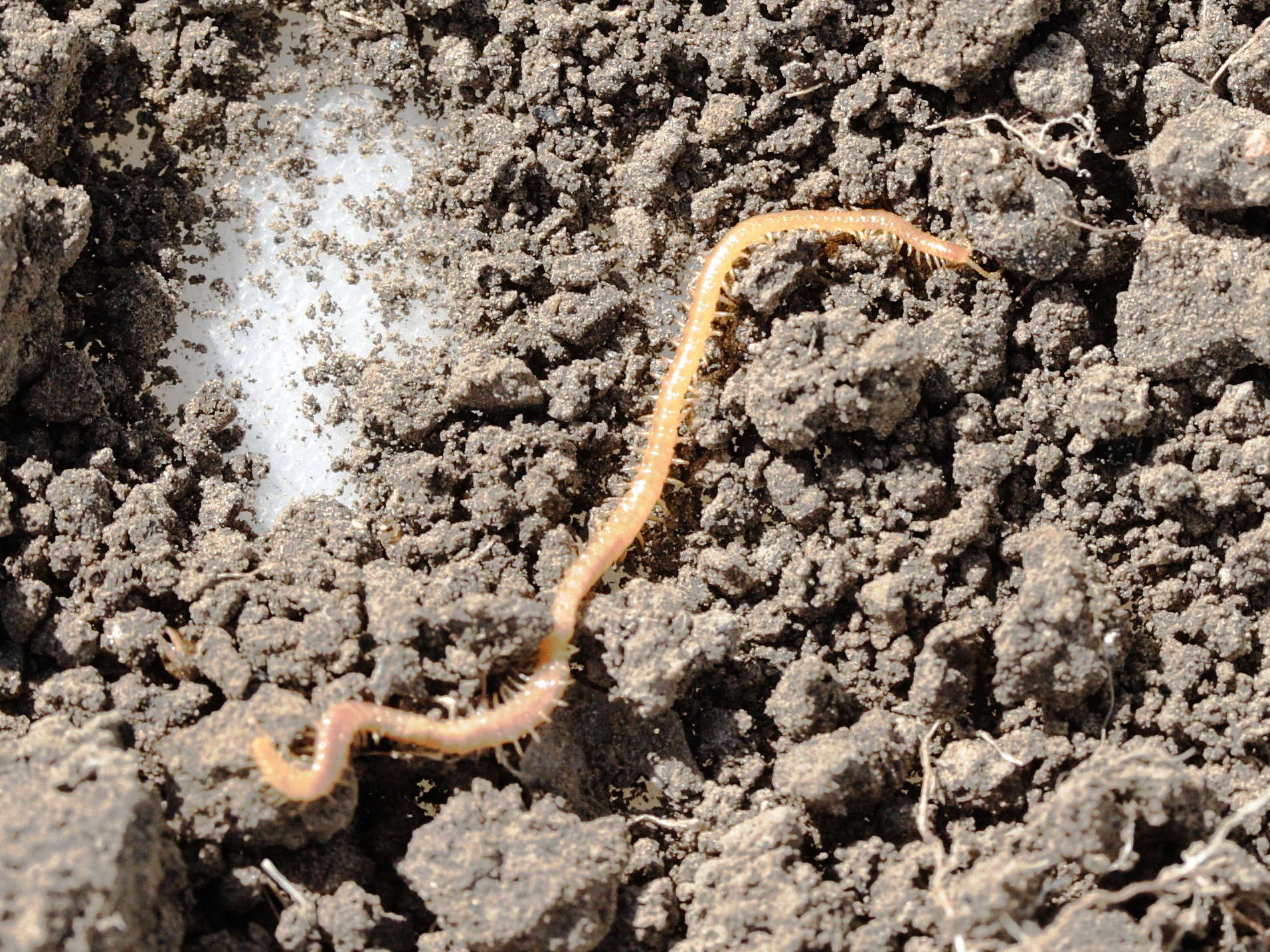 Afficher le média stigmatogaster_subterraneus1md stigmatogaster_subterraneus1md