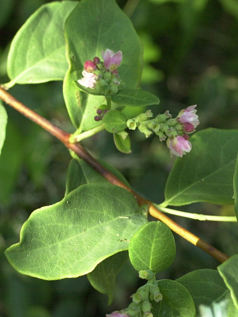symphoricarpos_albus3md