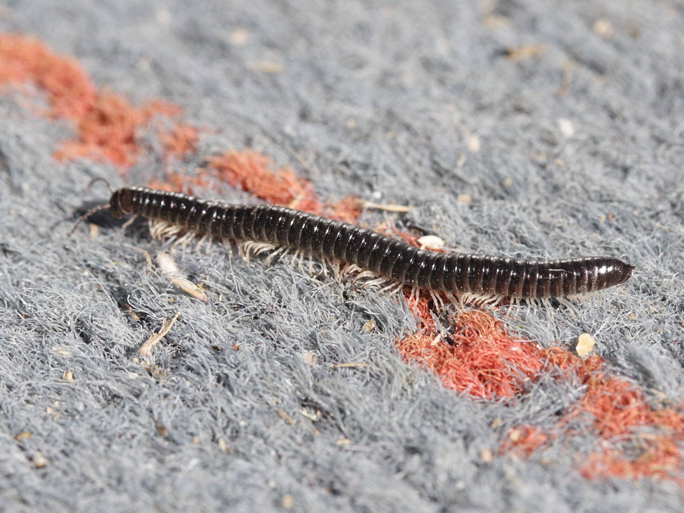 tachypodoiulus_albipes2md