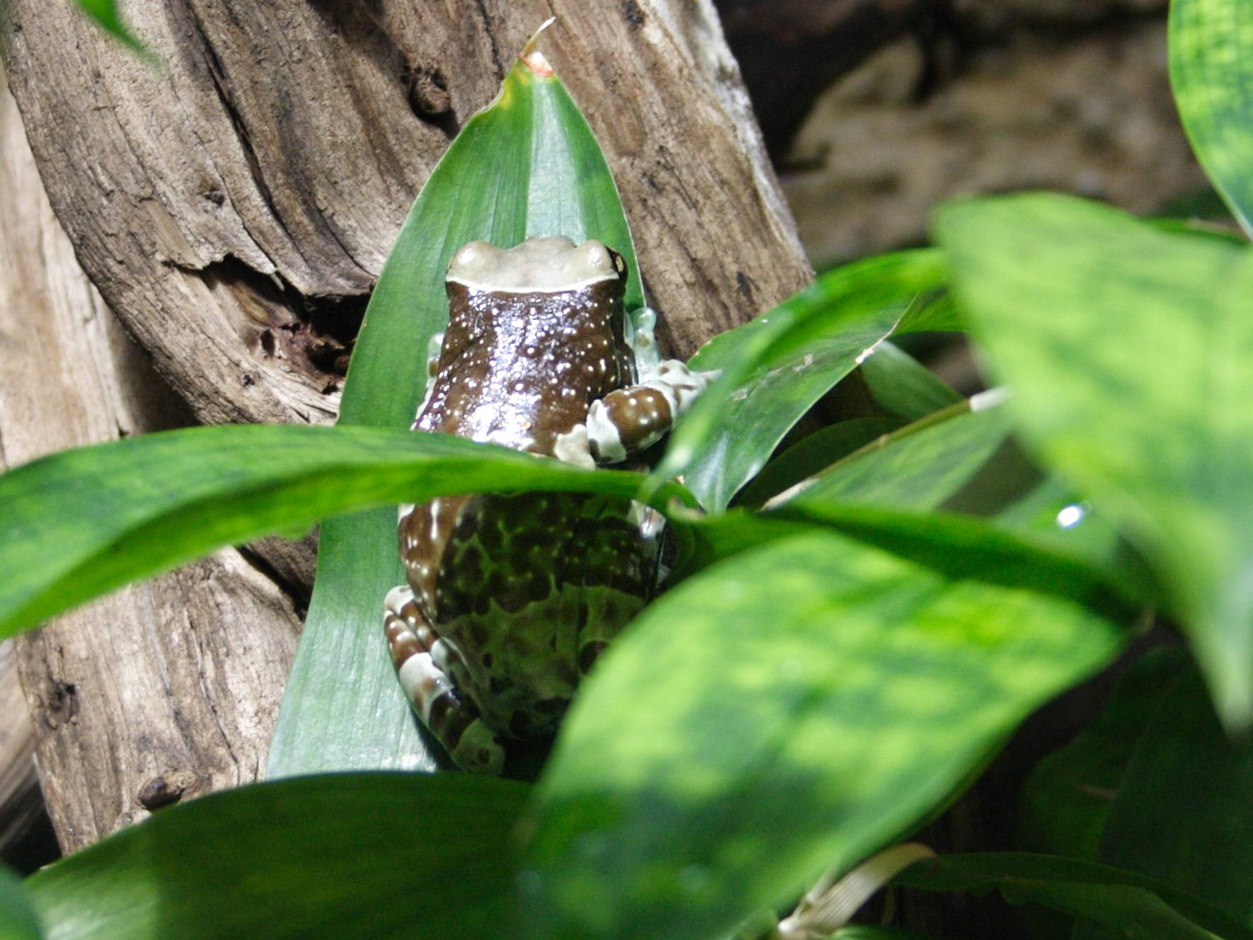 trachycephalus_resinifictrix4sd