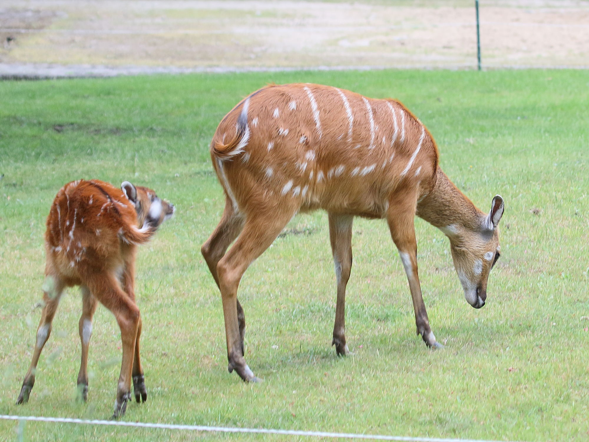 tragelaphus_spekii_gratus3bd