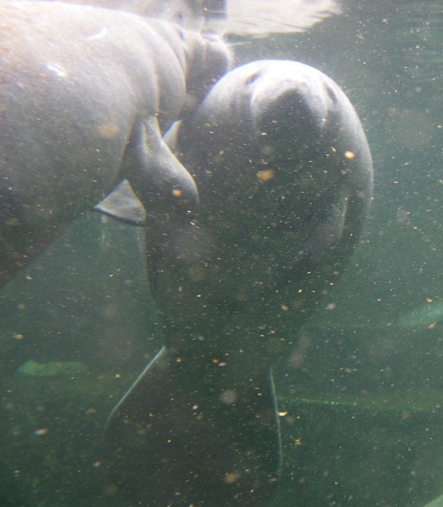 Afficher le média trichechus_manatus2md trichechus_manatus2md