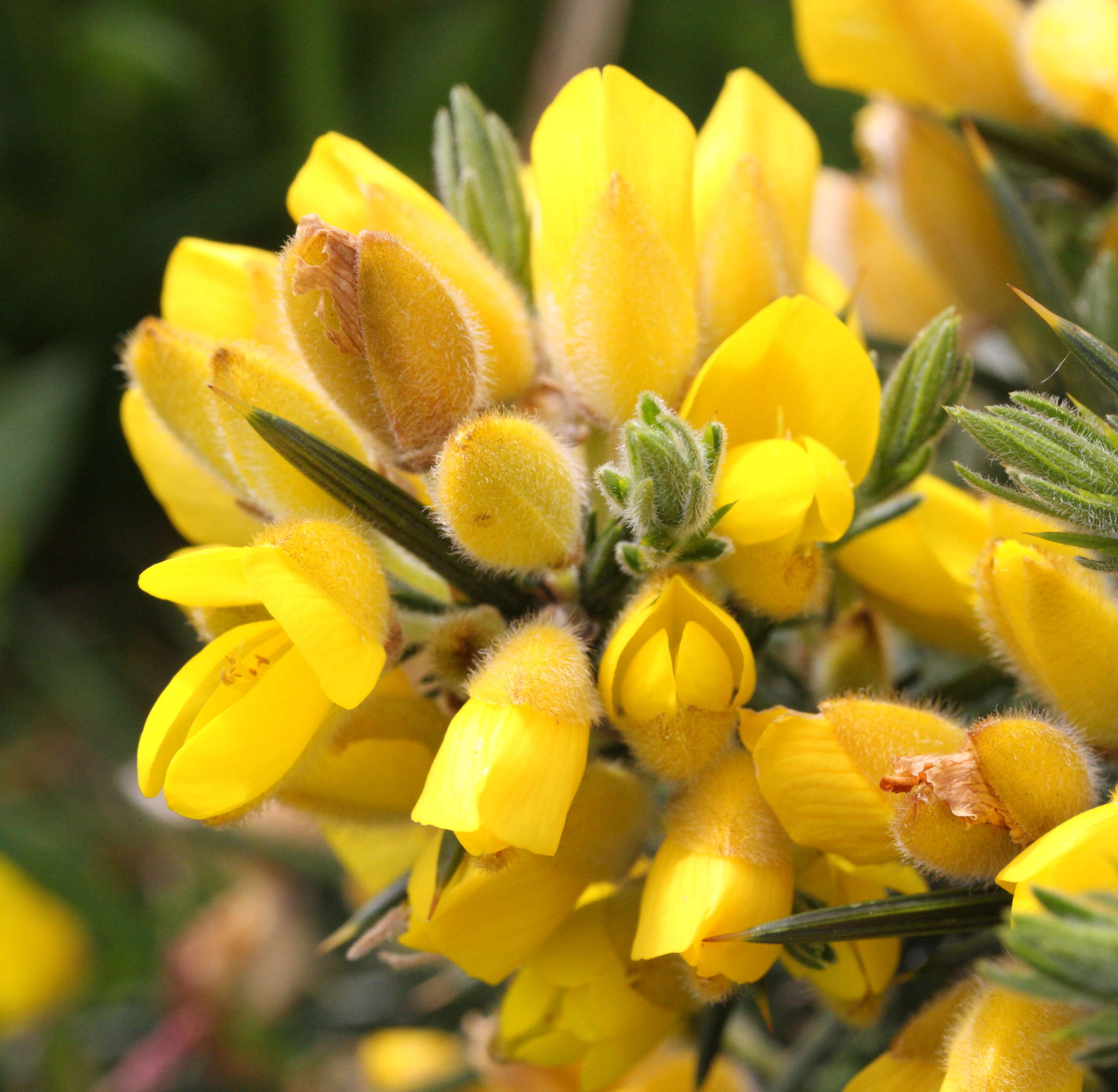 ulex_europaeus1amd