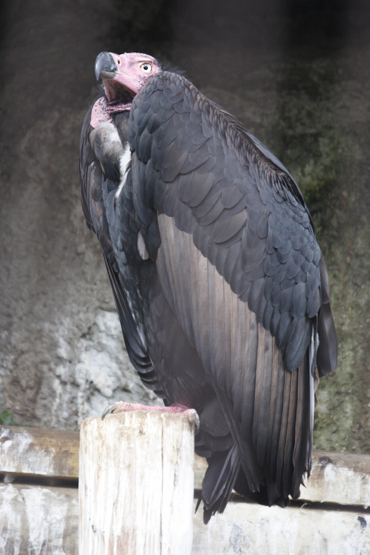 vautour_royal_-_sarcogyps_calvus1md