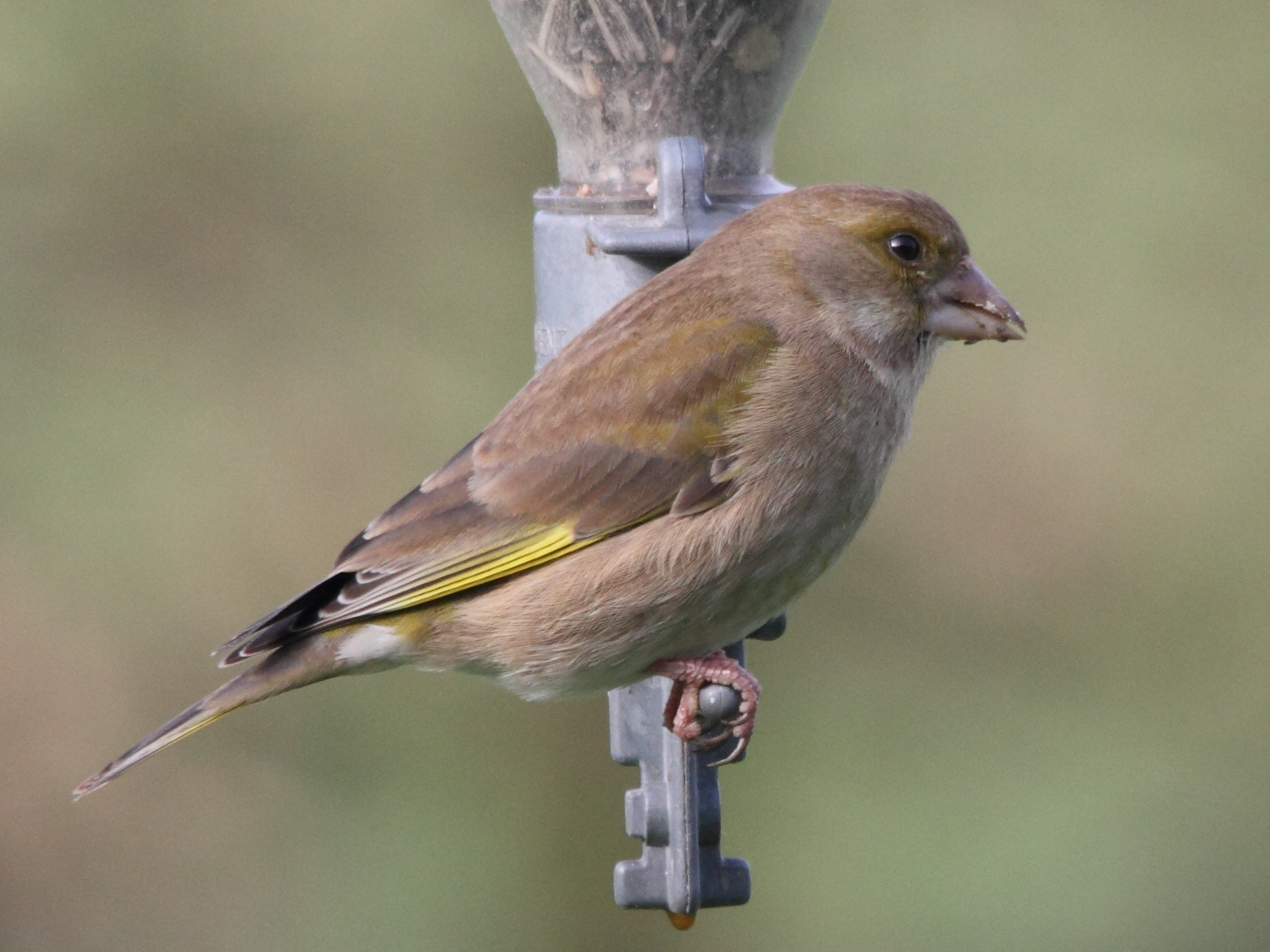 verdier_d-europe_-_carduelis_chloris1md