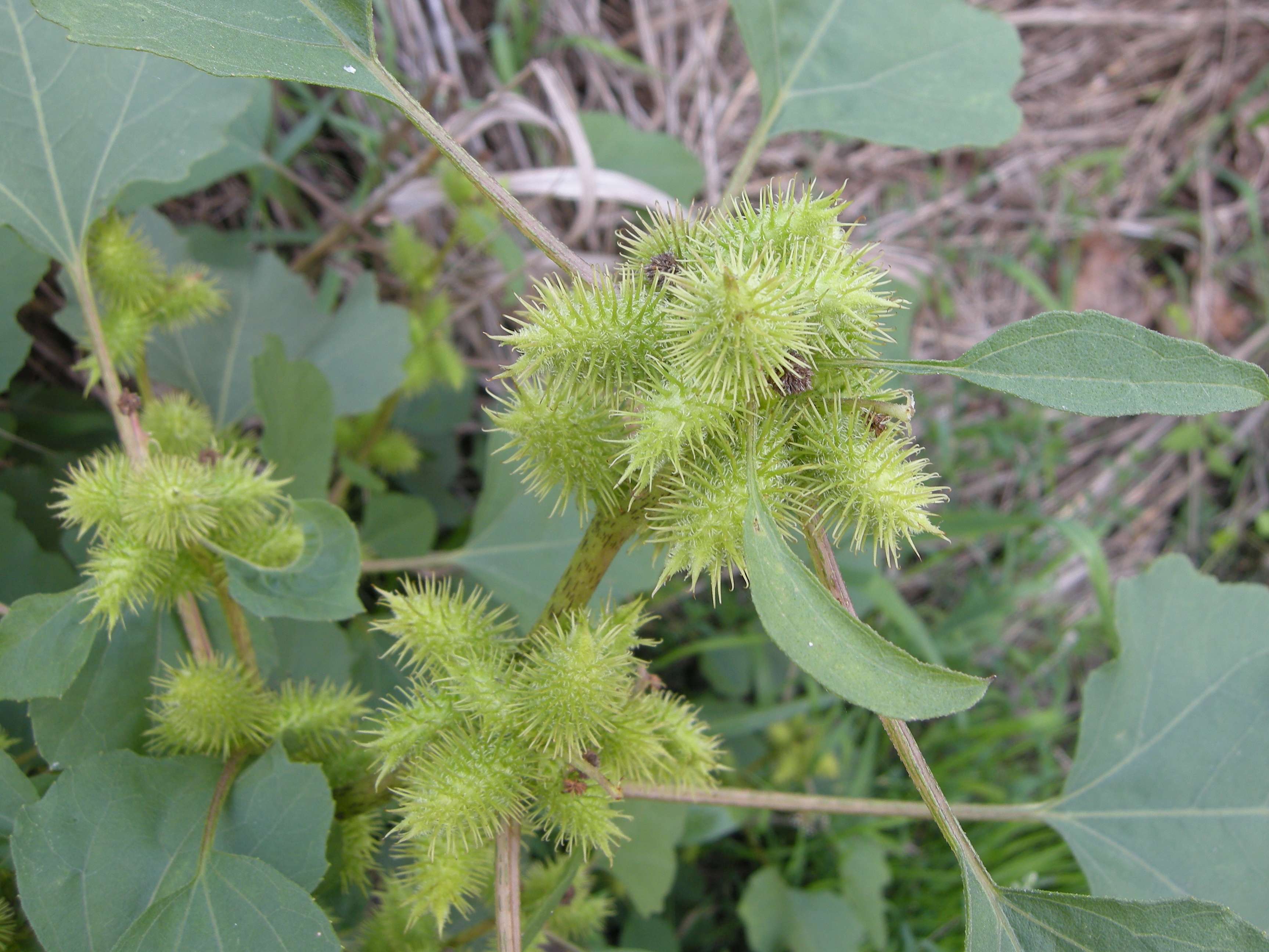 Afficher le média xanthium_albinum2md xanthium_albinum2md