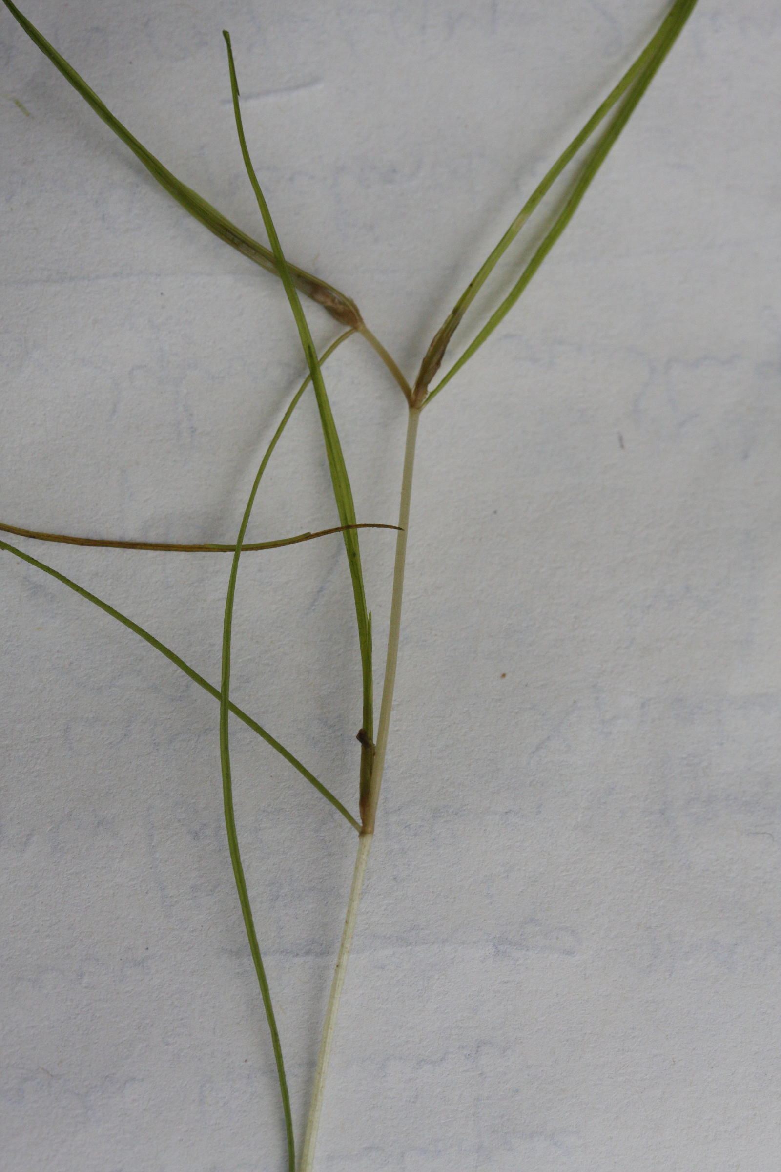 Afficher le média zannichellia_palustris3md zannichellia_palustris3md