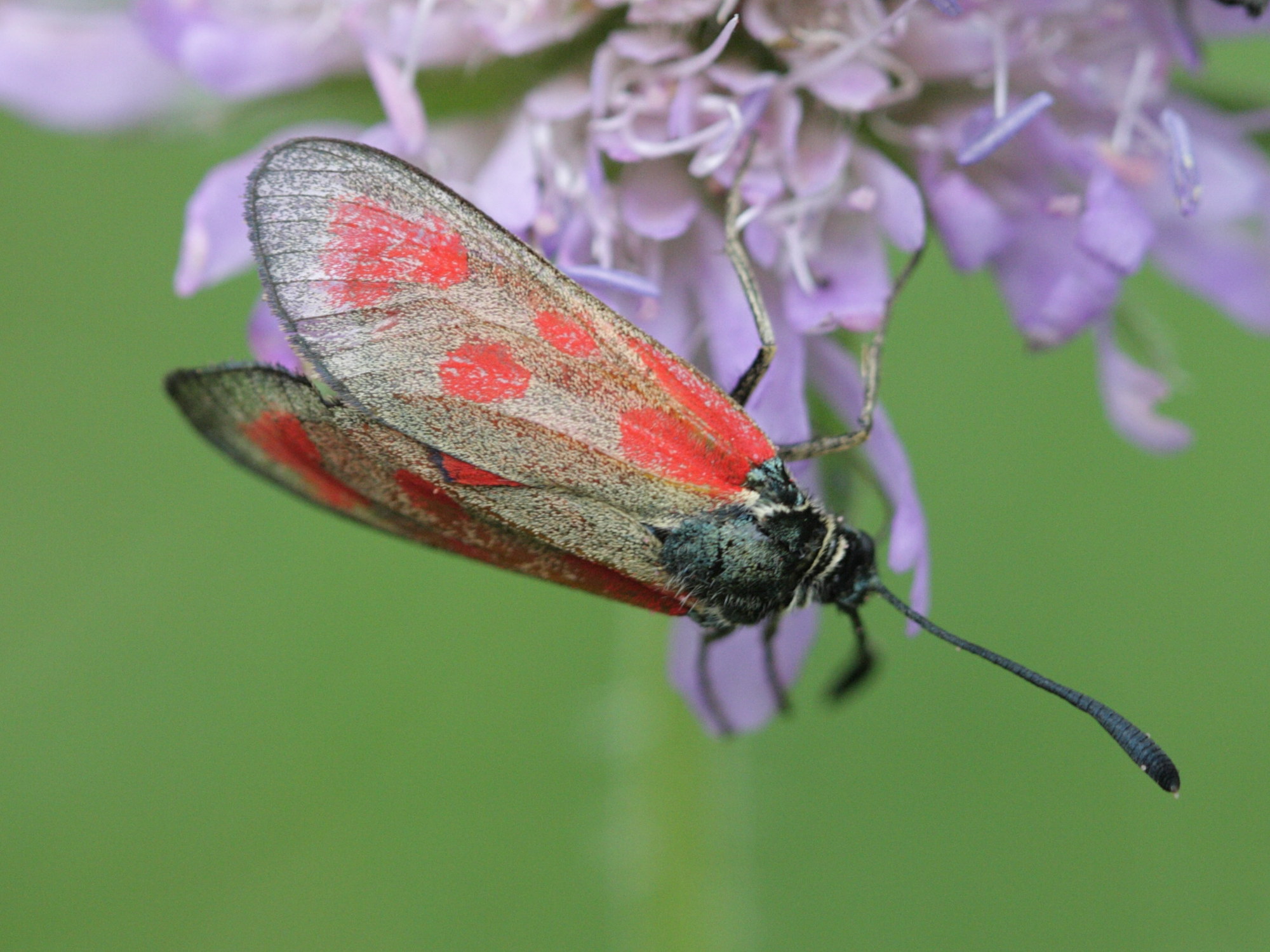 zygaena_exulans3bd