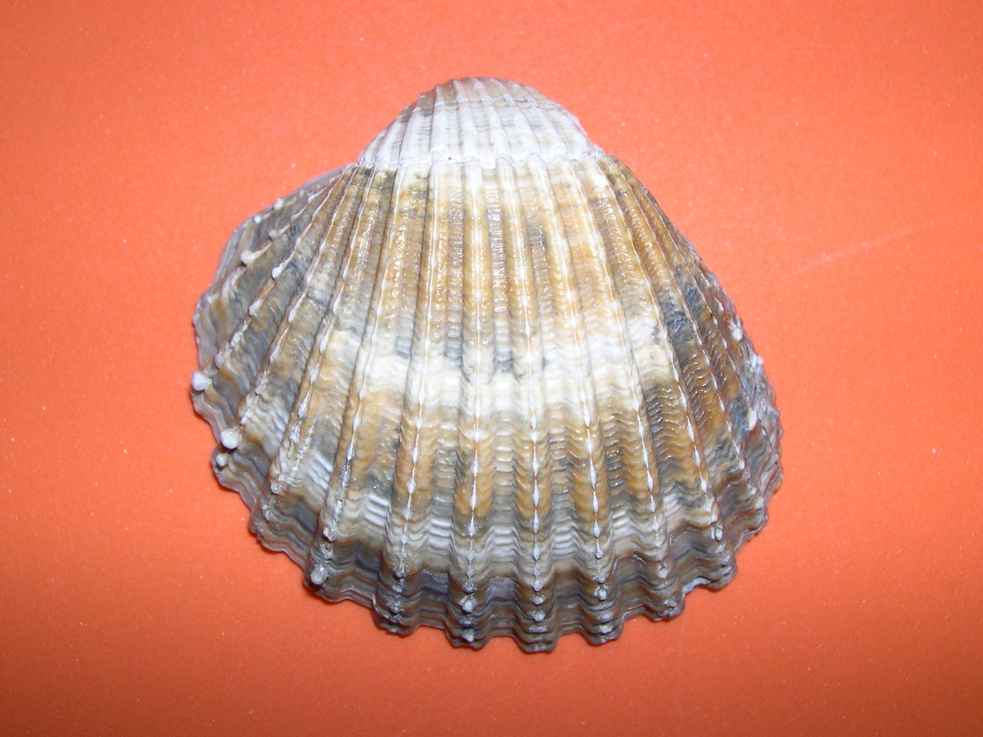 acanthocardia_tuberculata1md