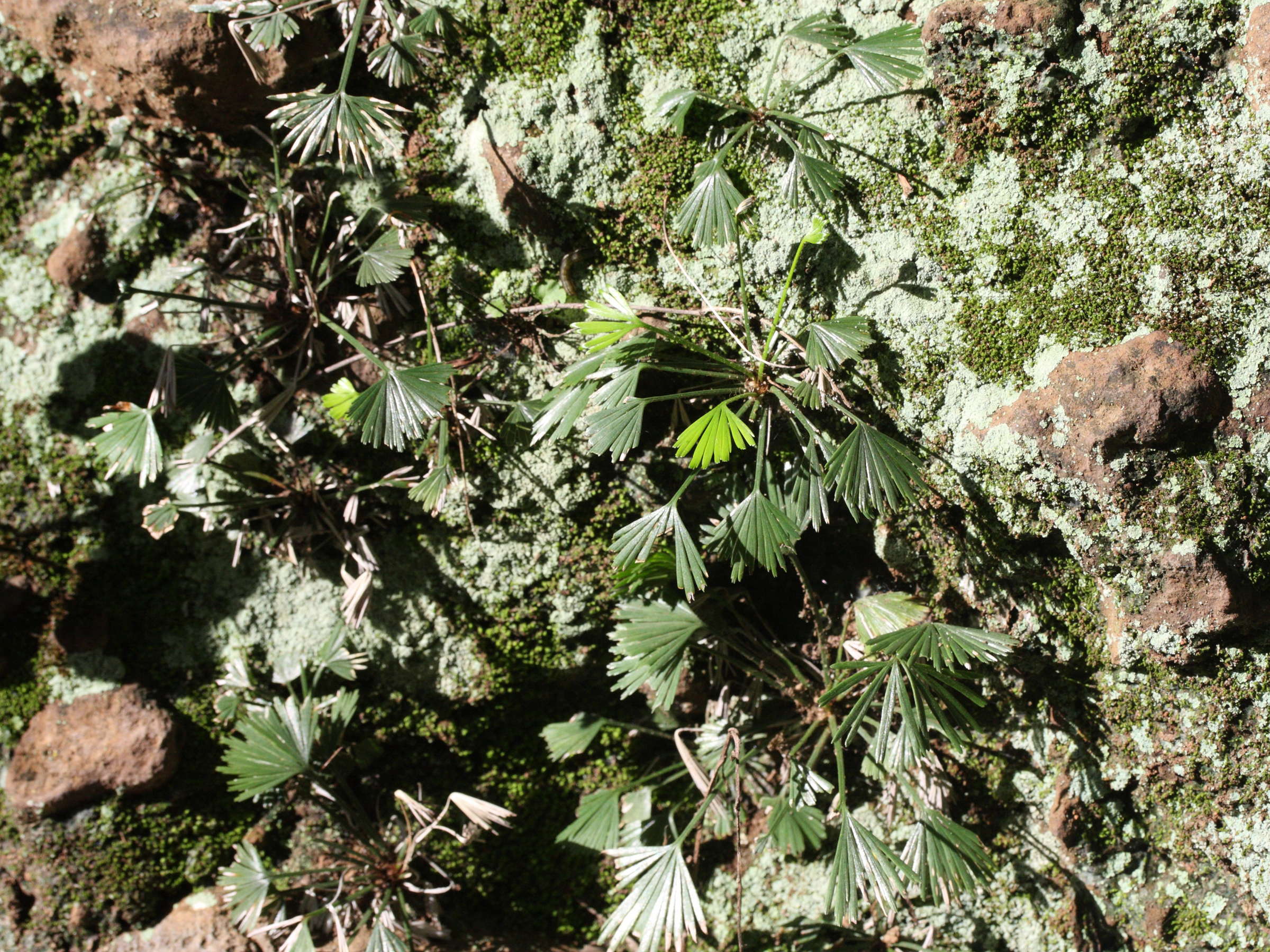 actiniopteris_semiflabellata1md