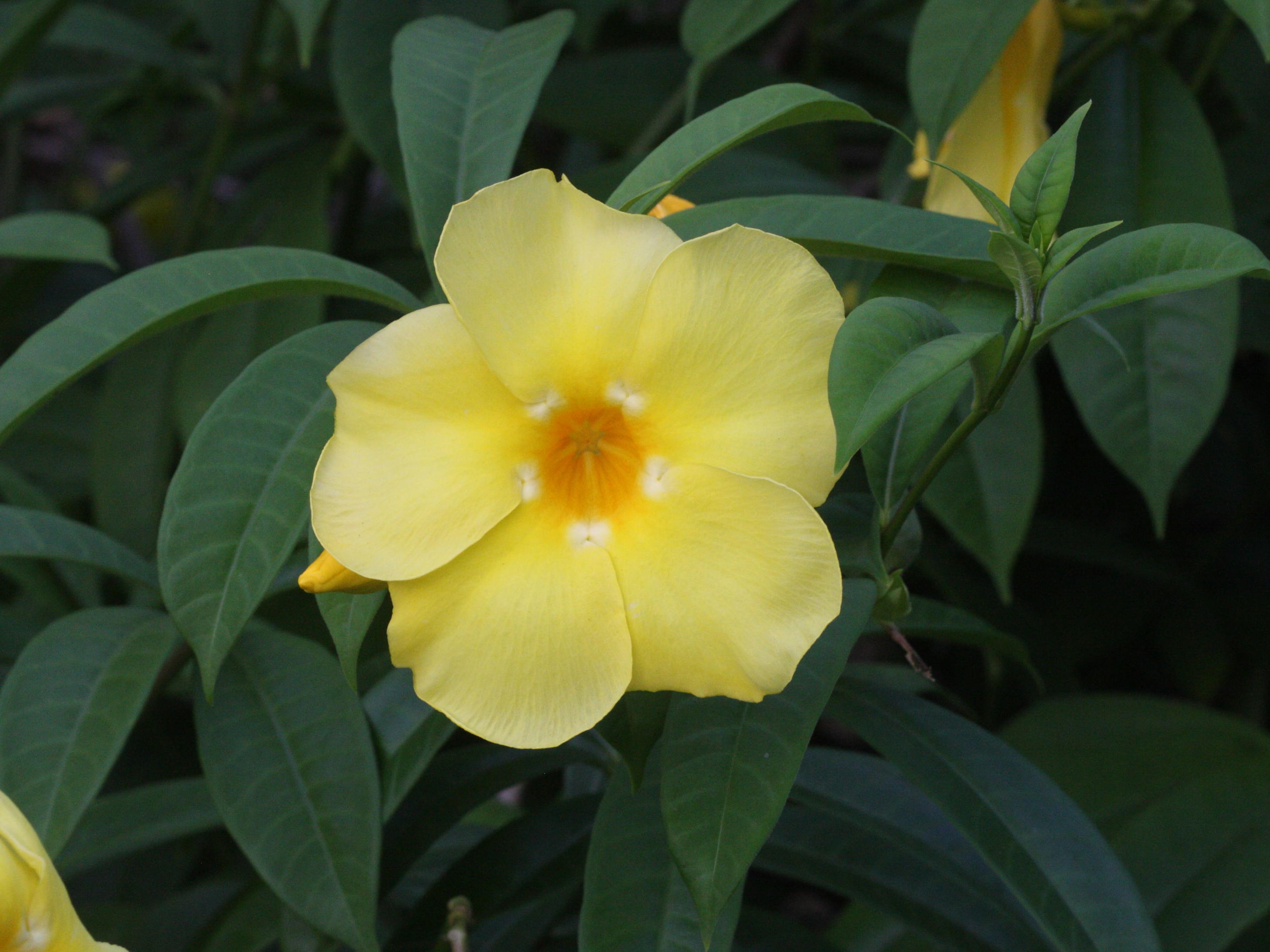 allamanda_cathartica2amd