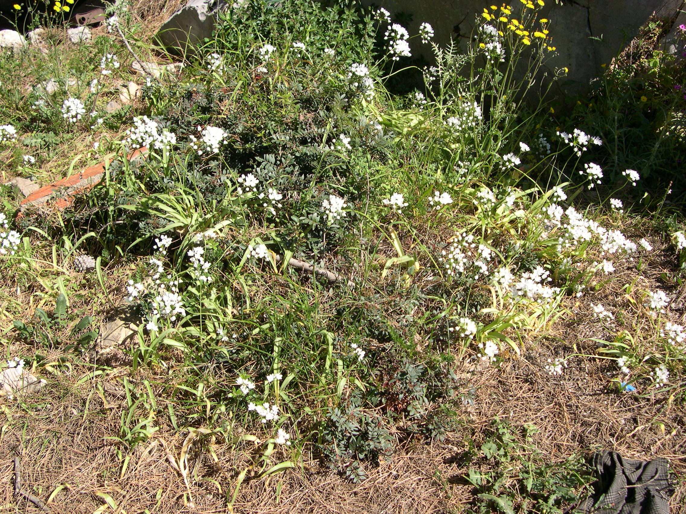 allium_neapolitanum1md