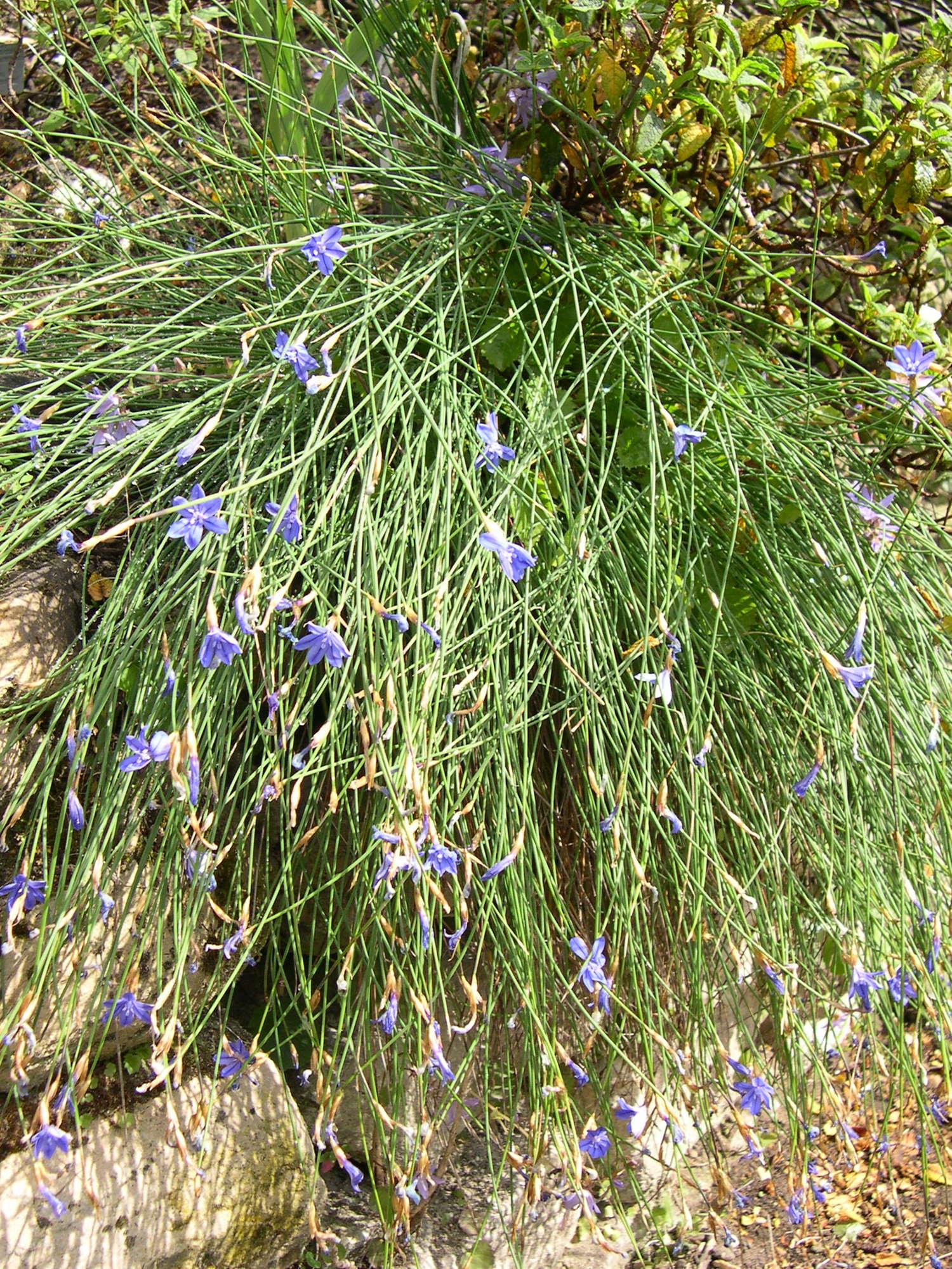 aphyllanthes_monspeliensis2md