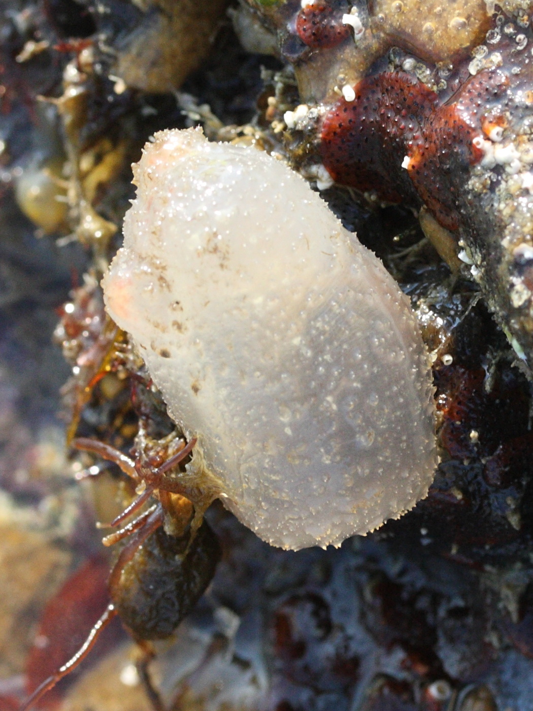 ascidiella_scabra1md