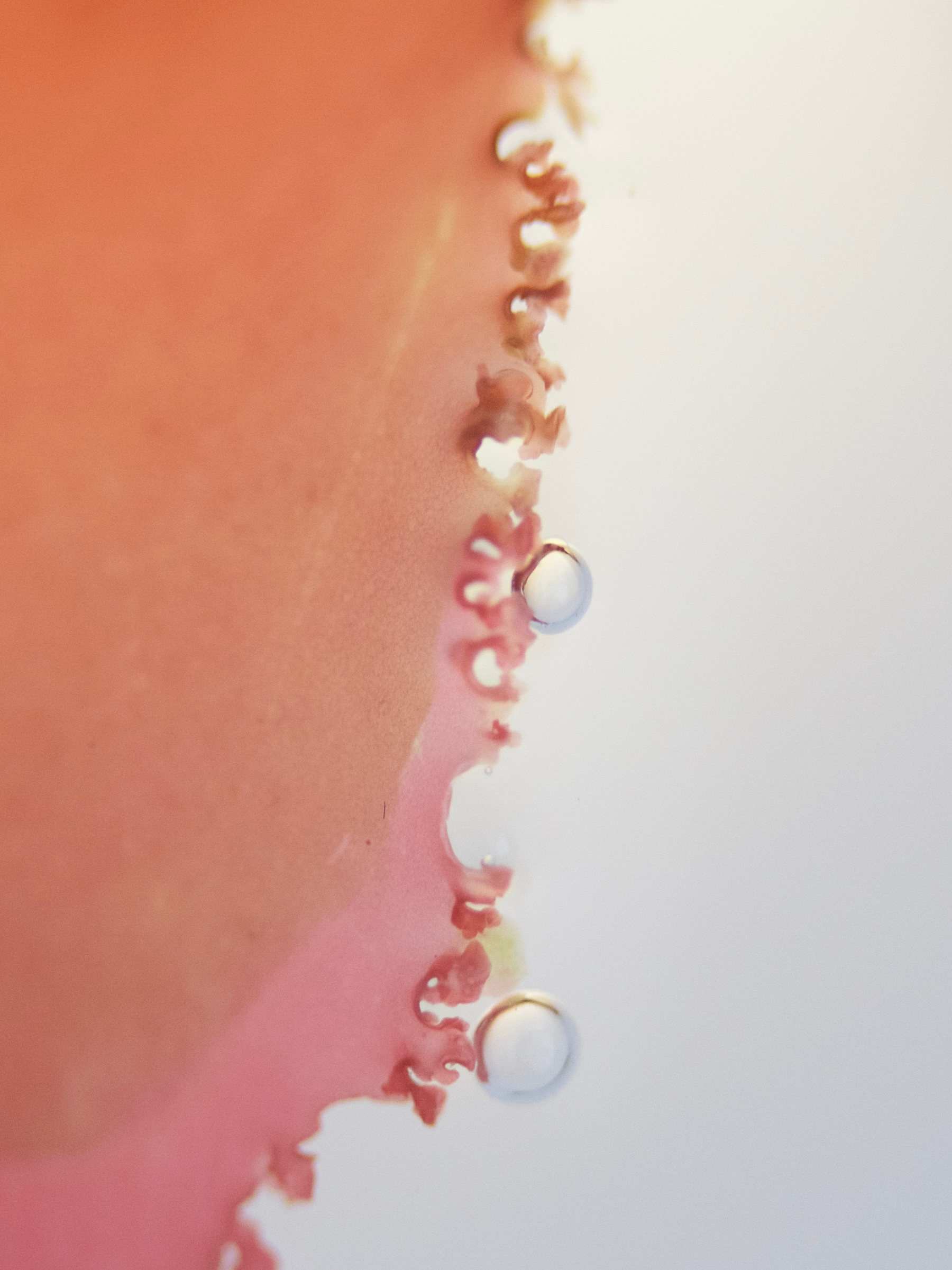 callophyllis_laciniata3md