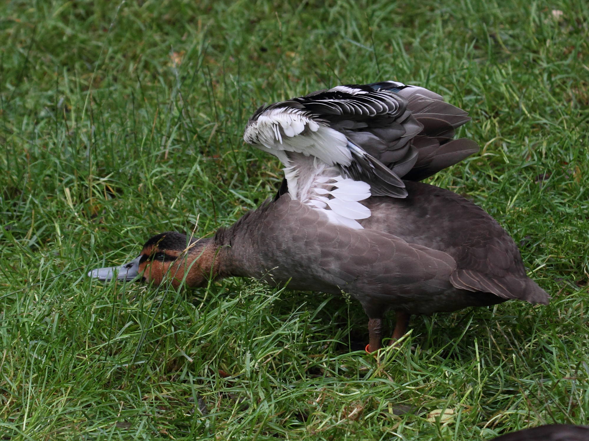 canard_des_philippines_-_anas_luzonica2bd