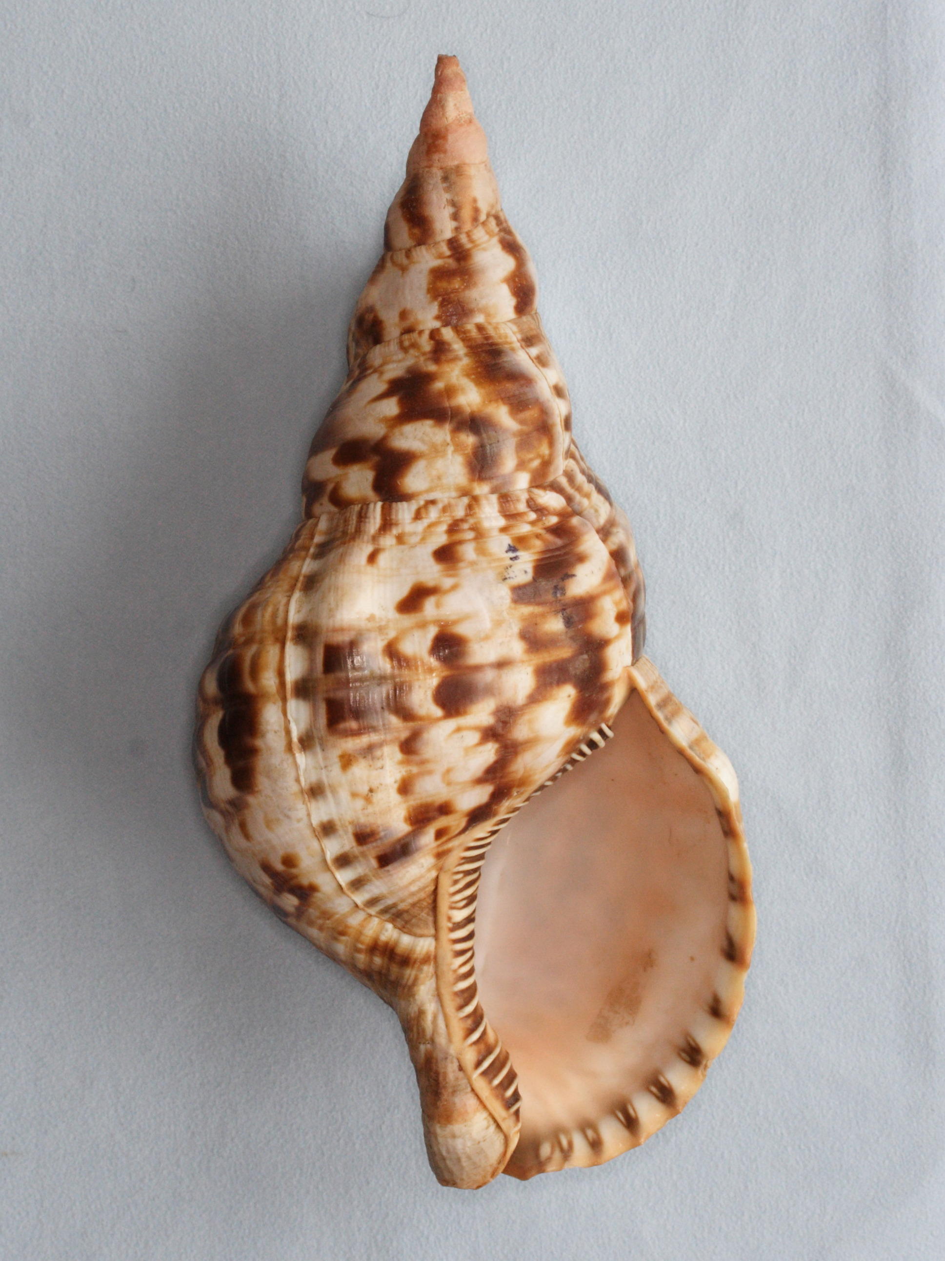 charonia_variegata1md