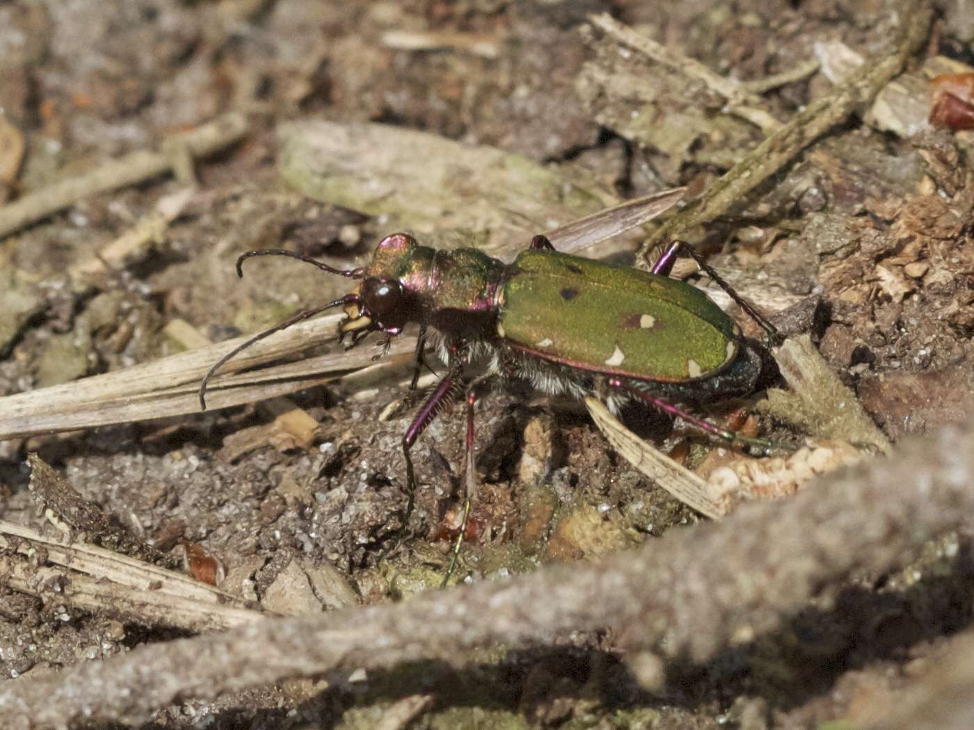 cicindela_campestris5bd