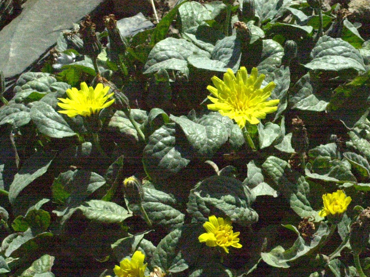 Afficher le média crepis_pygmaea2md crepis_pygmaea2md