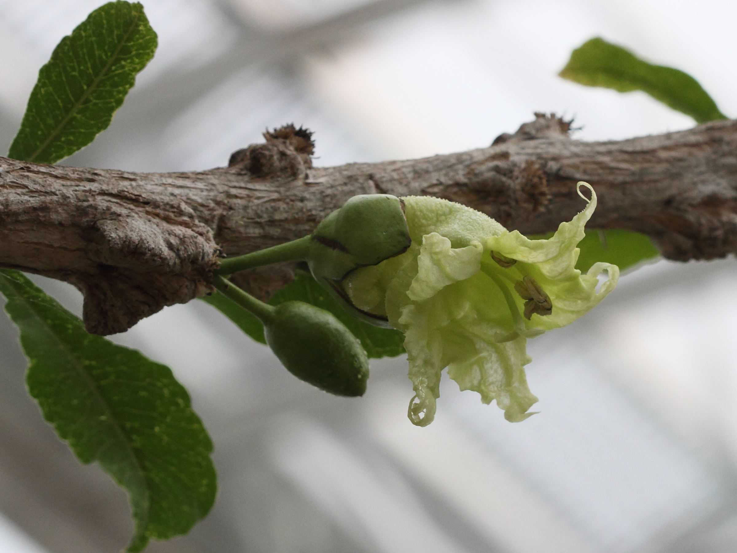 Afficher le média crescentia_cujete5bd crescentia_cujete5bd